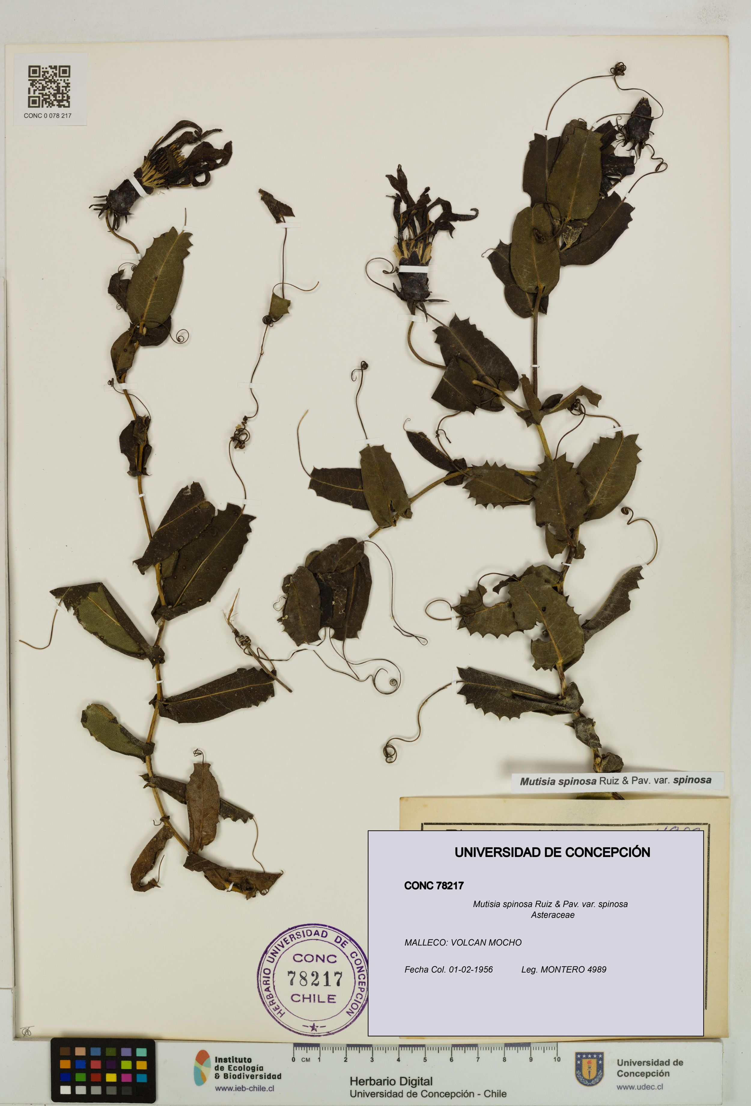 Mutisia spinosa var. spinosa [Espécimen: ]