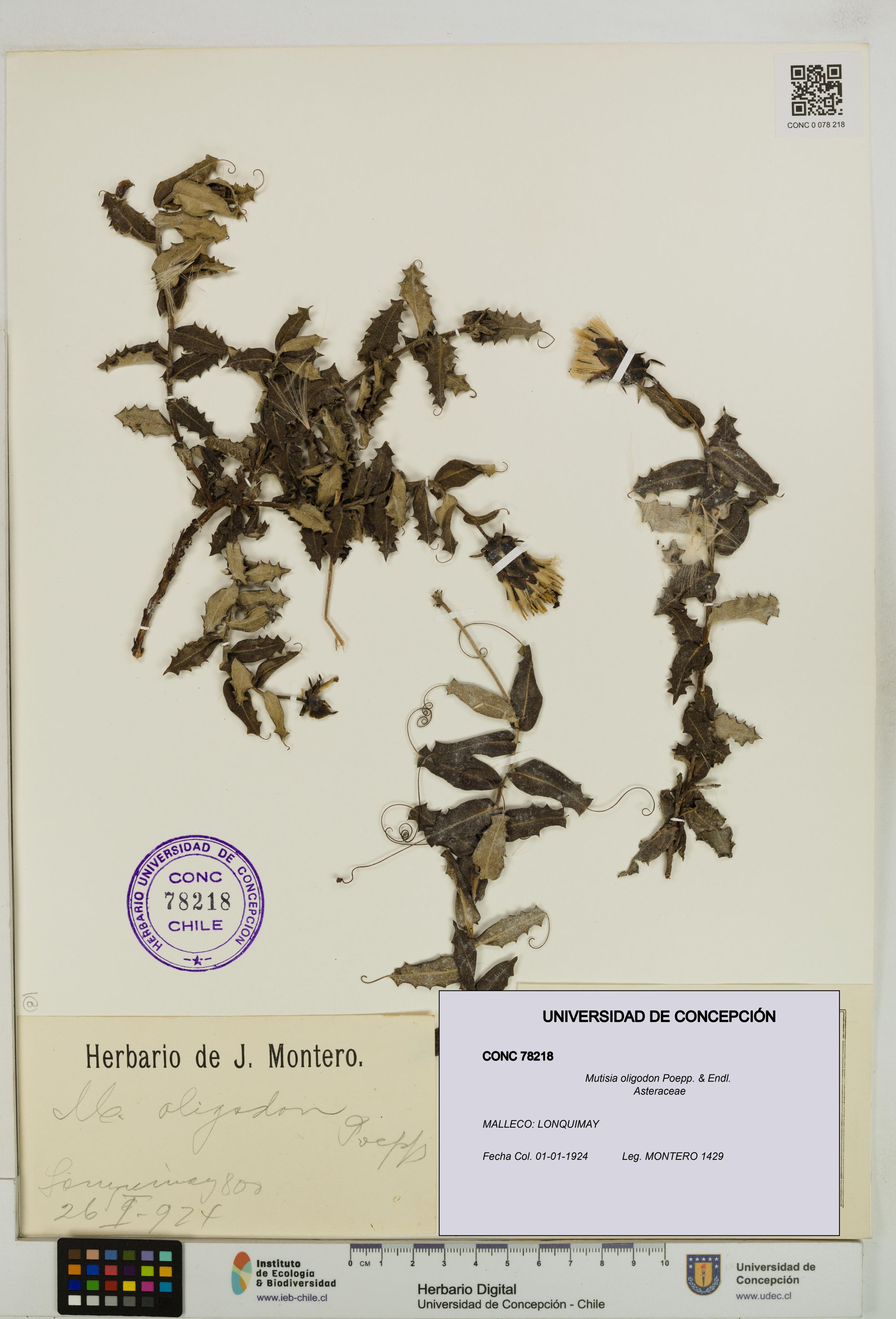 Mutisia oligodon [Espécimen: ]