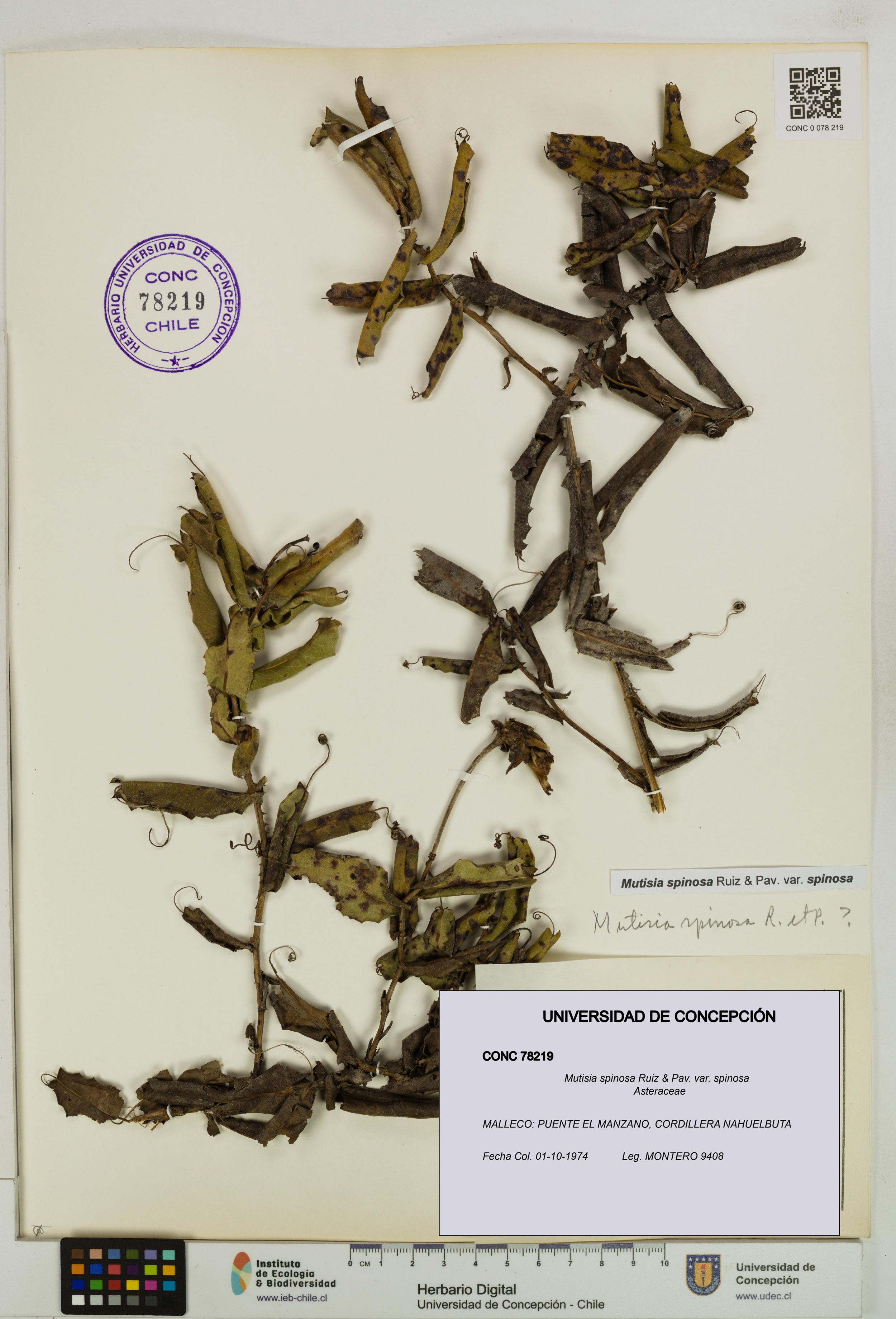 Mutisia spinosa var. spinosa [Espécimen: ]