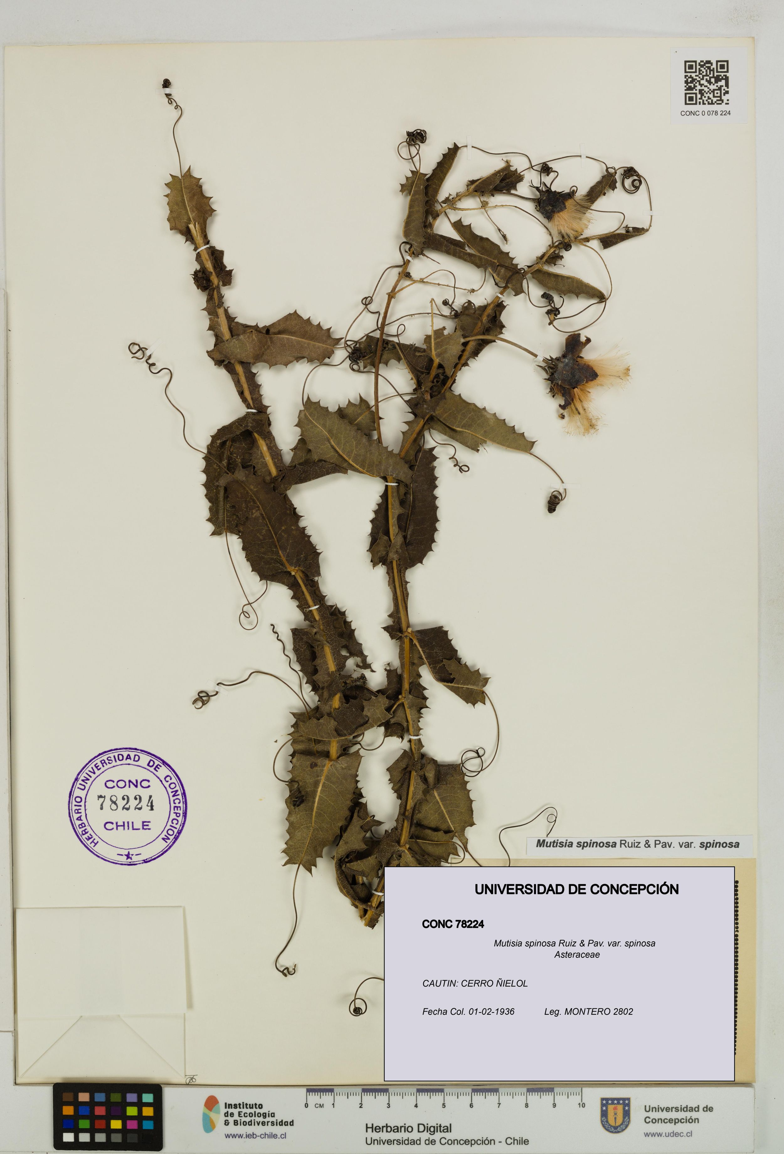 Mutisia spinosa var. spinosa [Espécimen: ]
