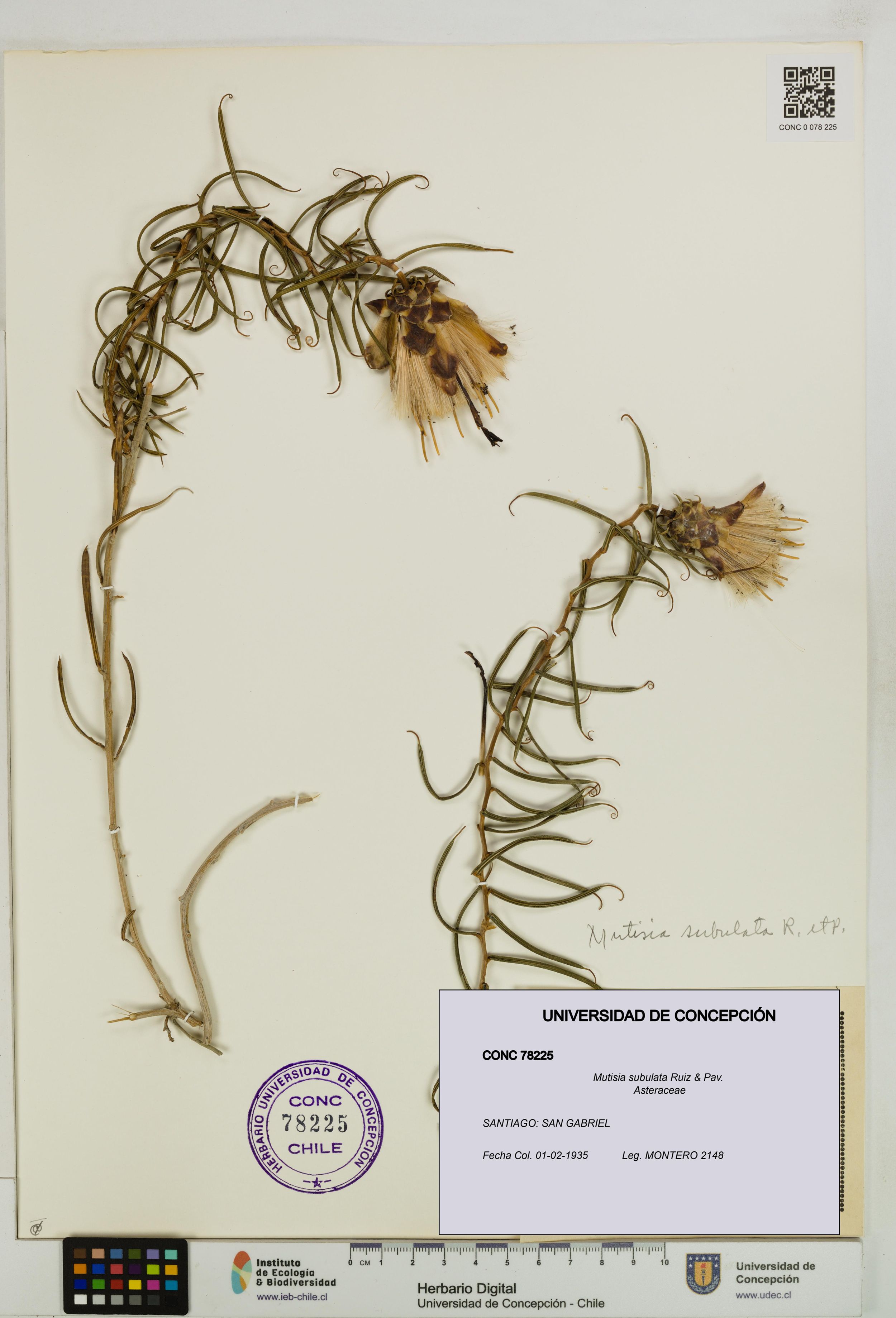 Mutisia subulata [Espécimen: ]