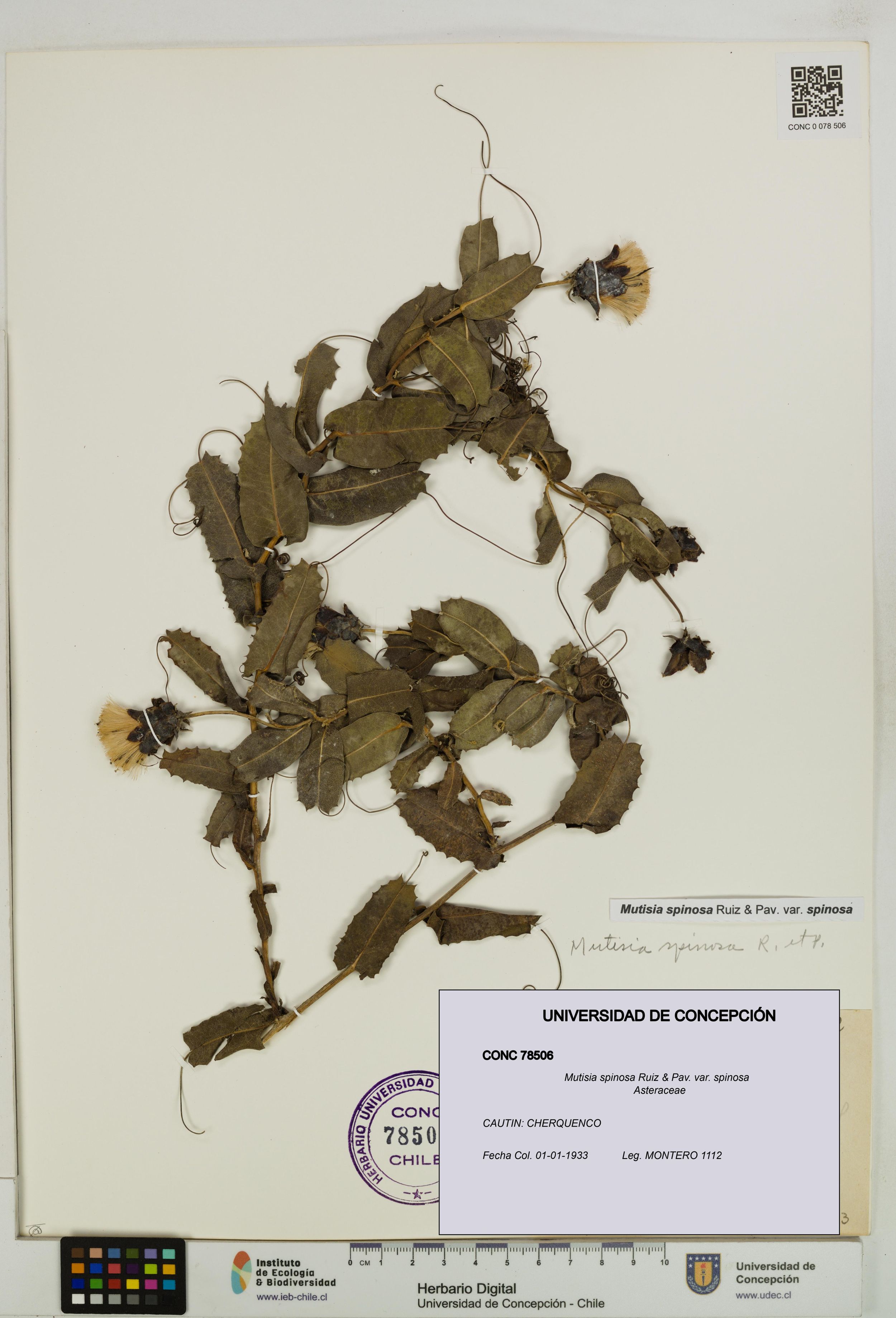 Mutisia spinosa var. spinosa [Espécimen: ]