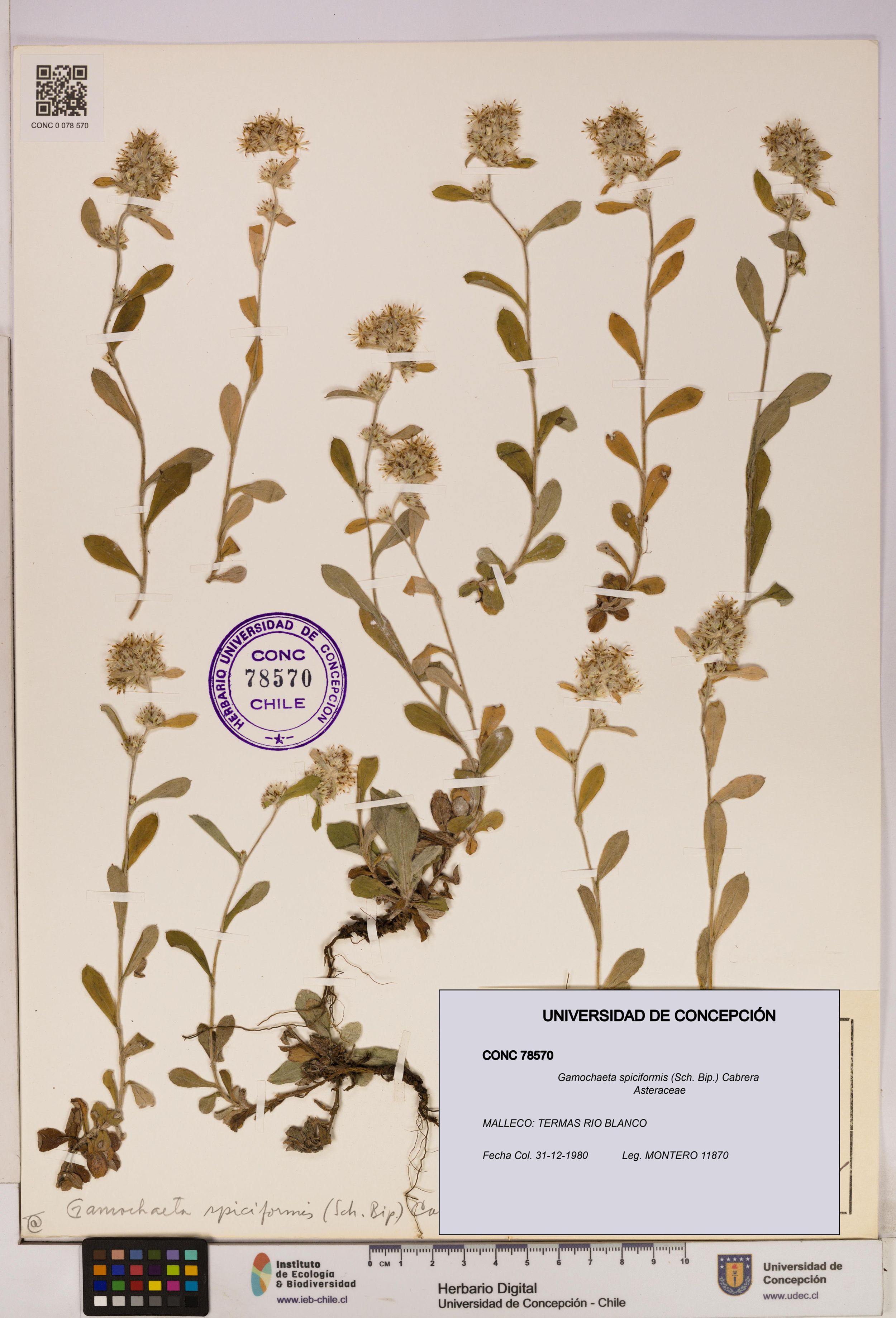 Gamochaeta spiciformis [Espécimen: ]