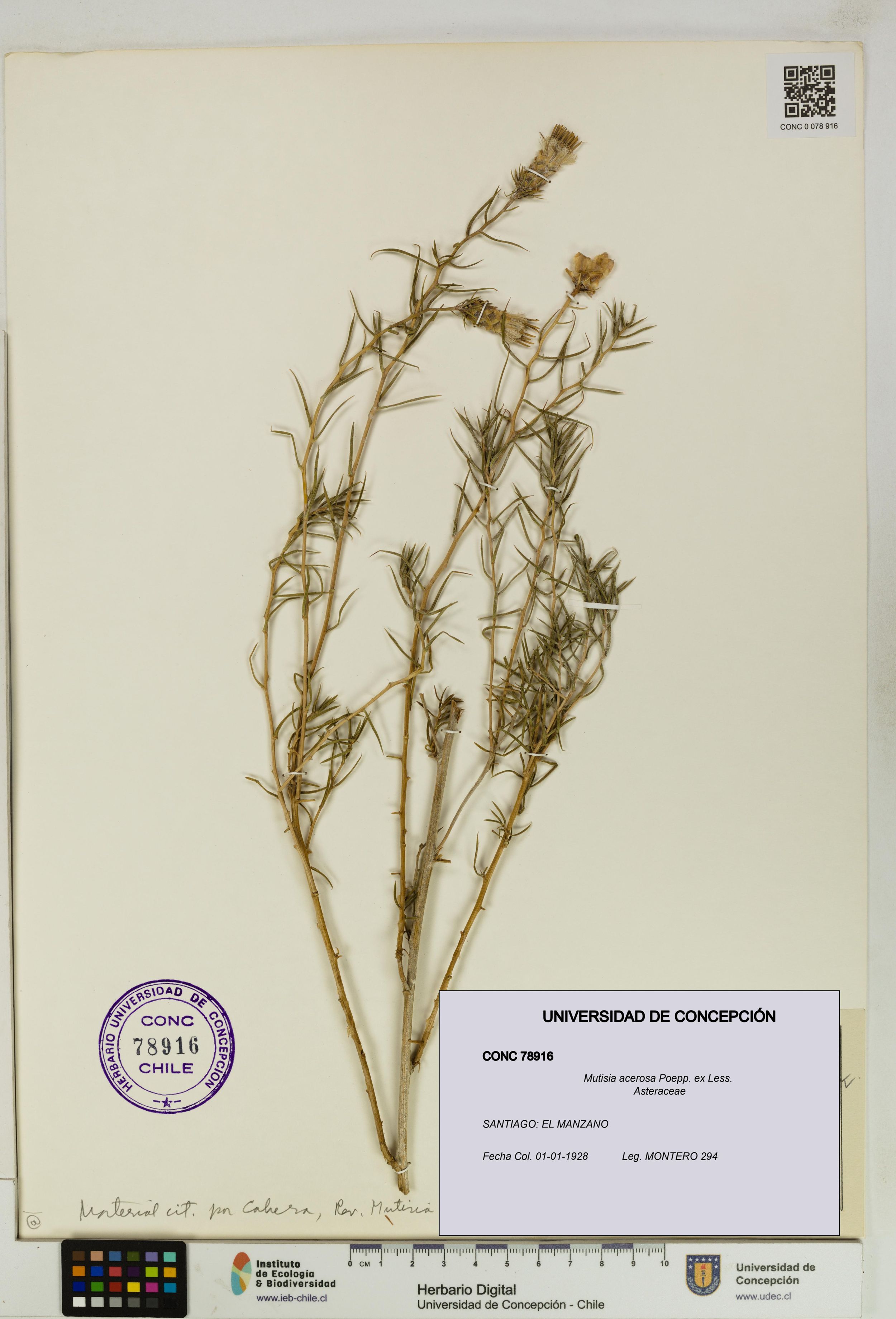 Mutisia acerosa [Espécimen: ]