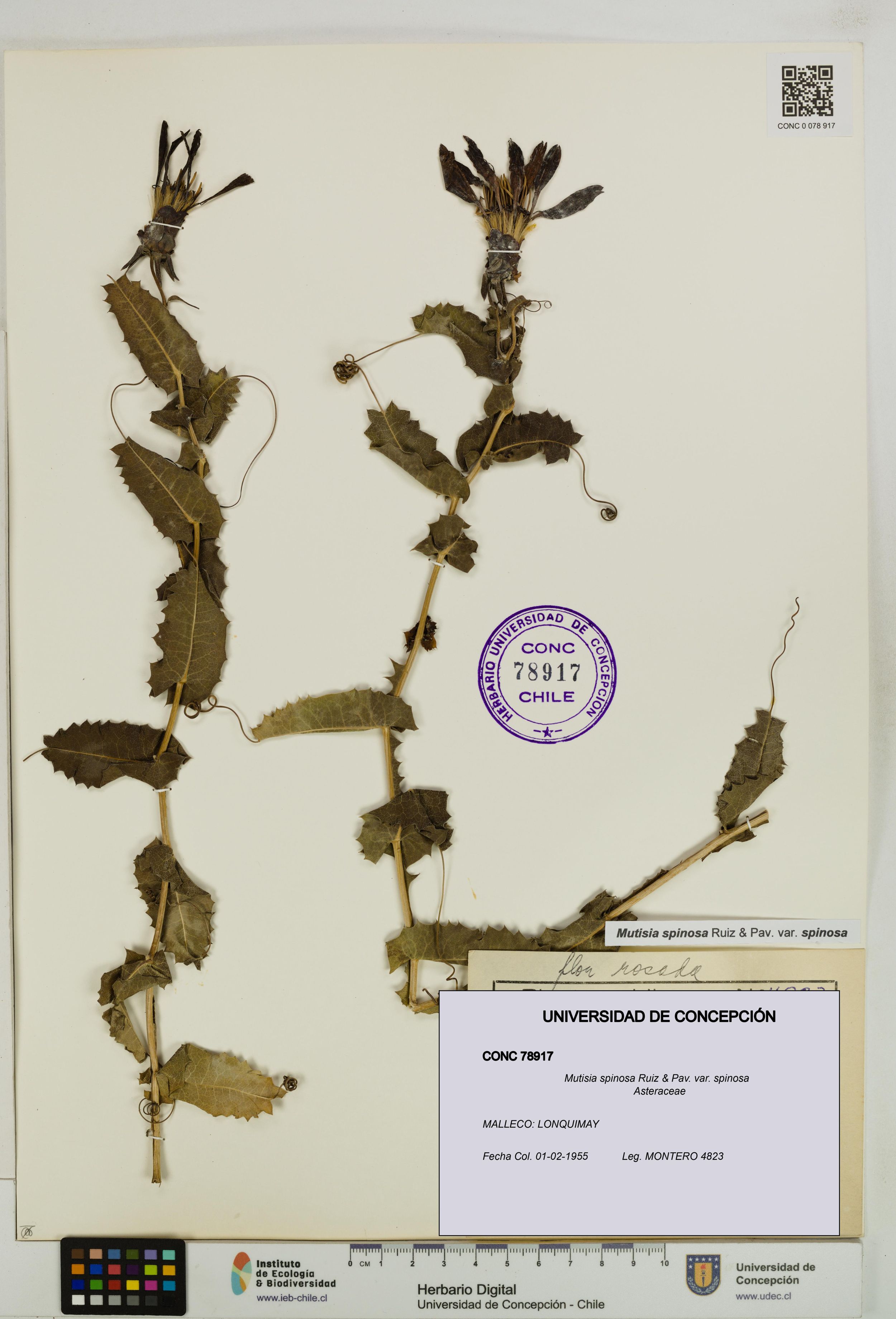 Mutisia spinosa var. spinosa [Espécimen: ]