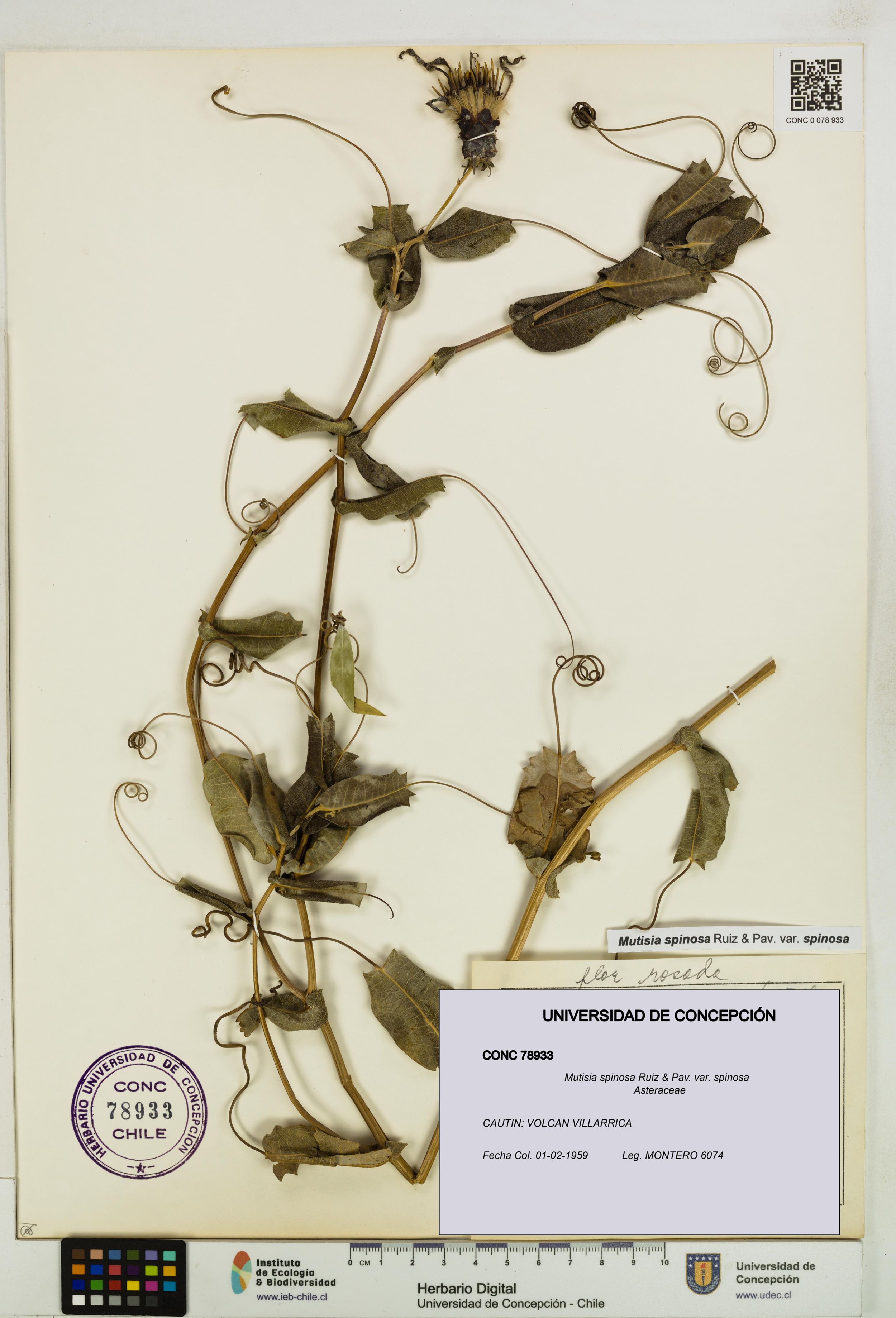 Mutisia spinosa var. spinosa [Espécimen: ]
