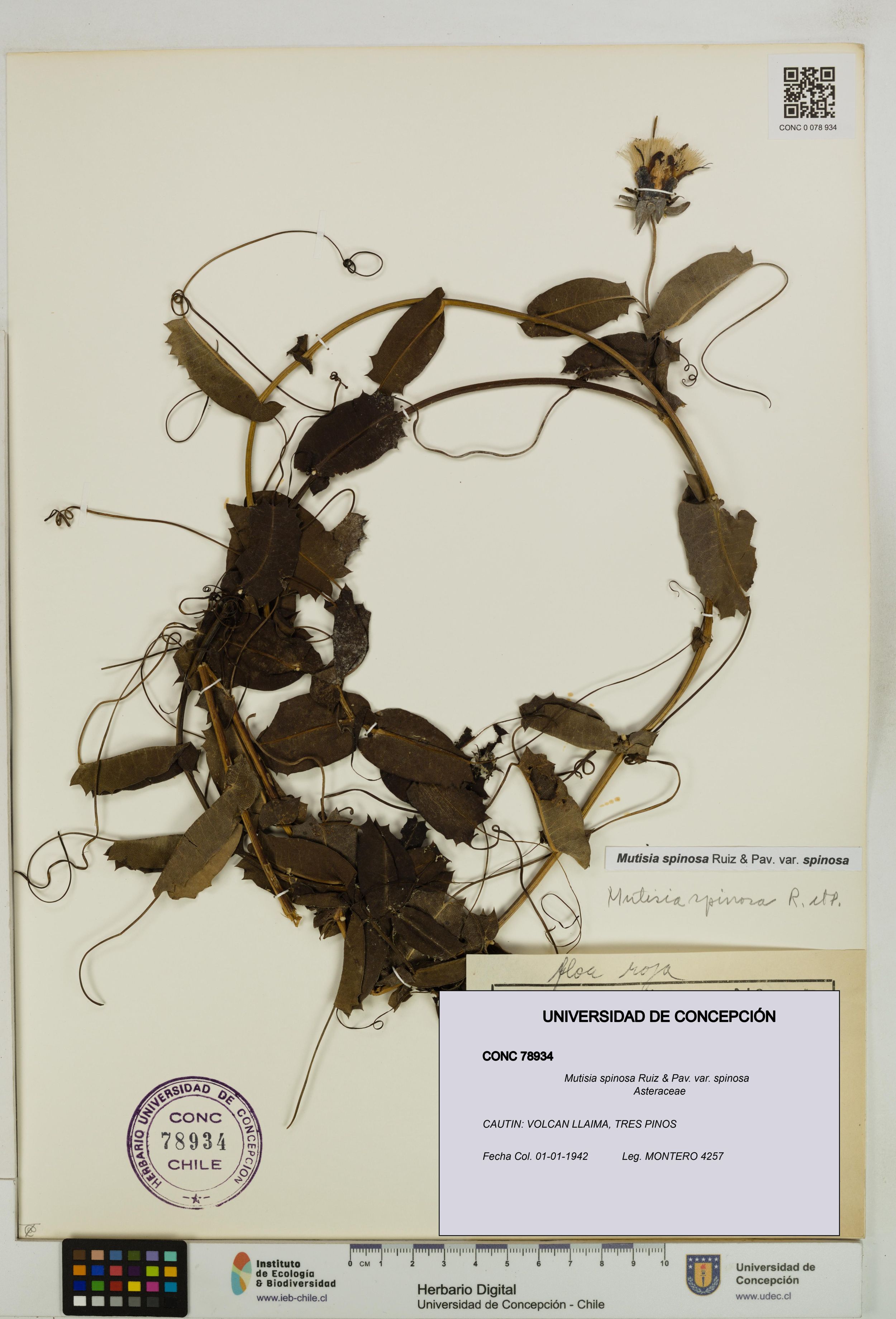 Mutisia spinosa var. spinosa [Espécimen: ]