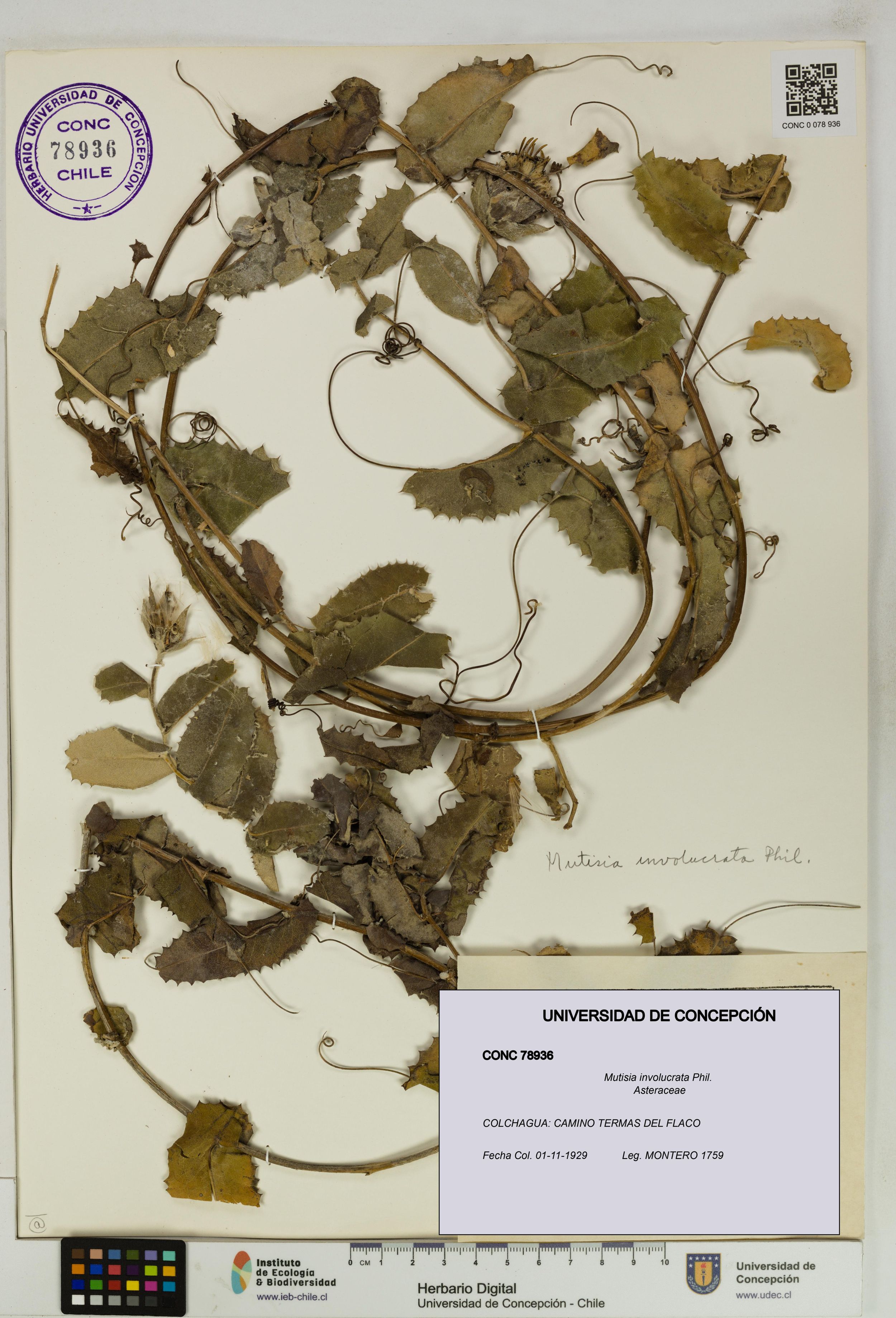 Mutisia involucrata [Espécimen: ]