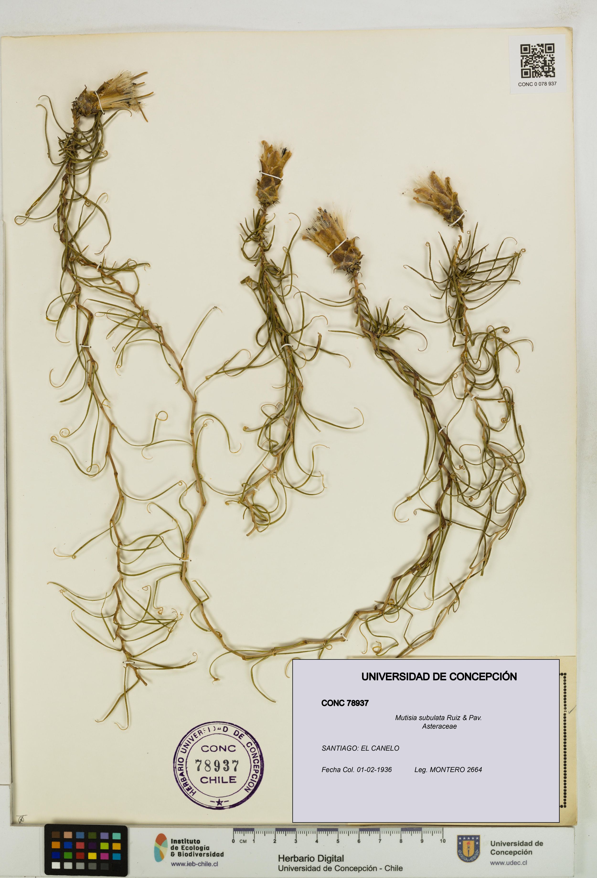 Mutisia subulata [Espécimen: ]