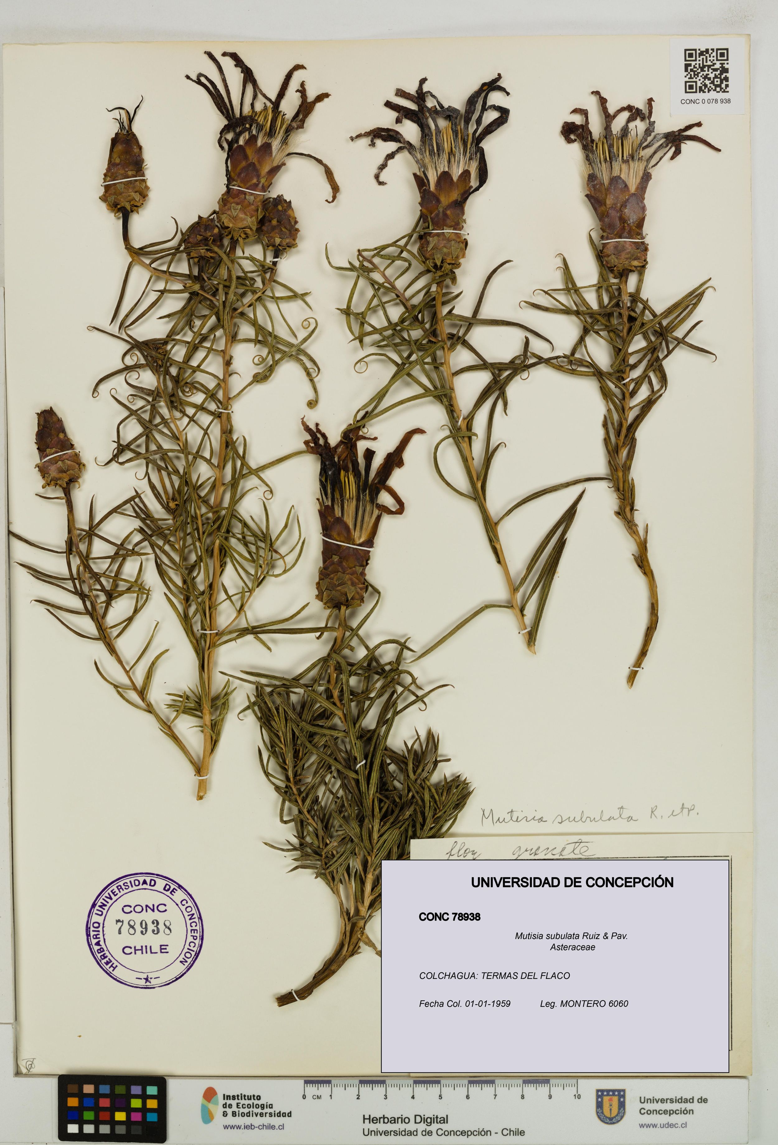 Mutisia subulata [Espécimen: ]