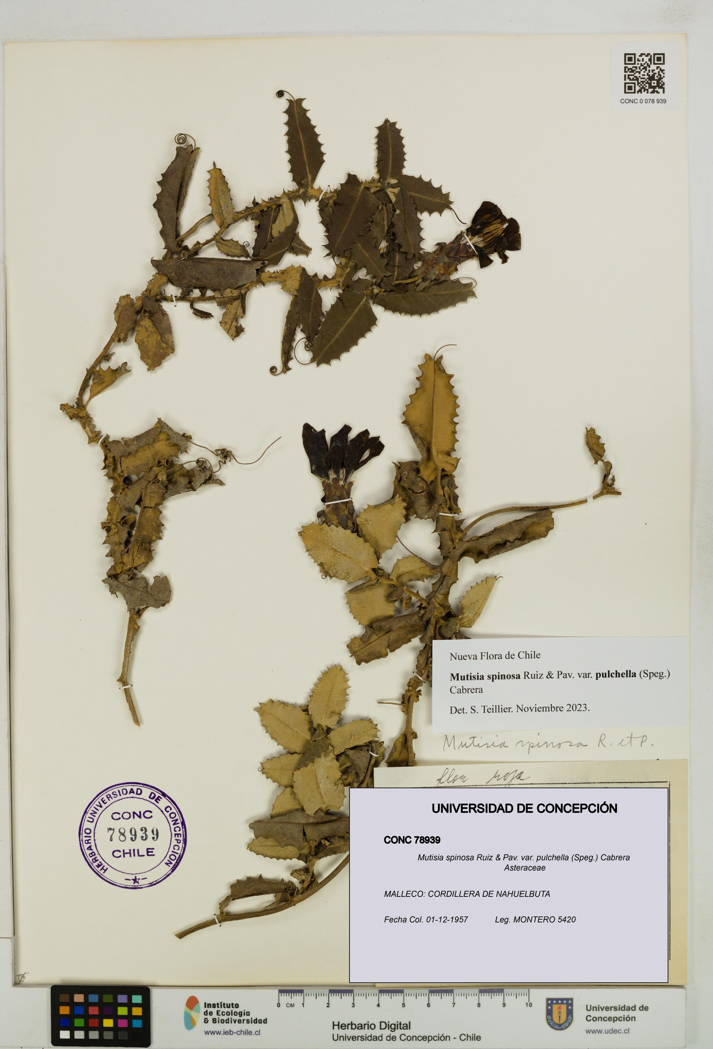 Mutisia spinosa var. pulchella [Espécimen: ]