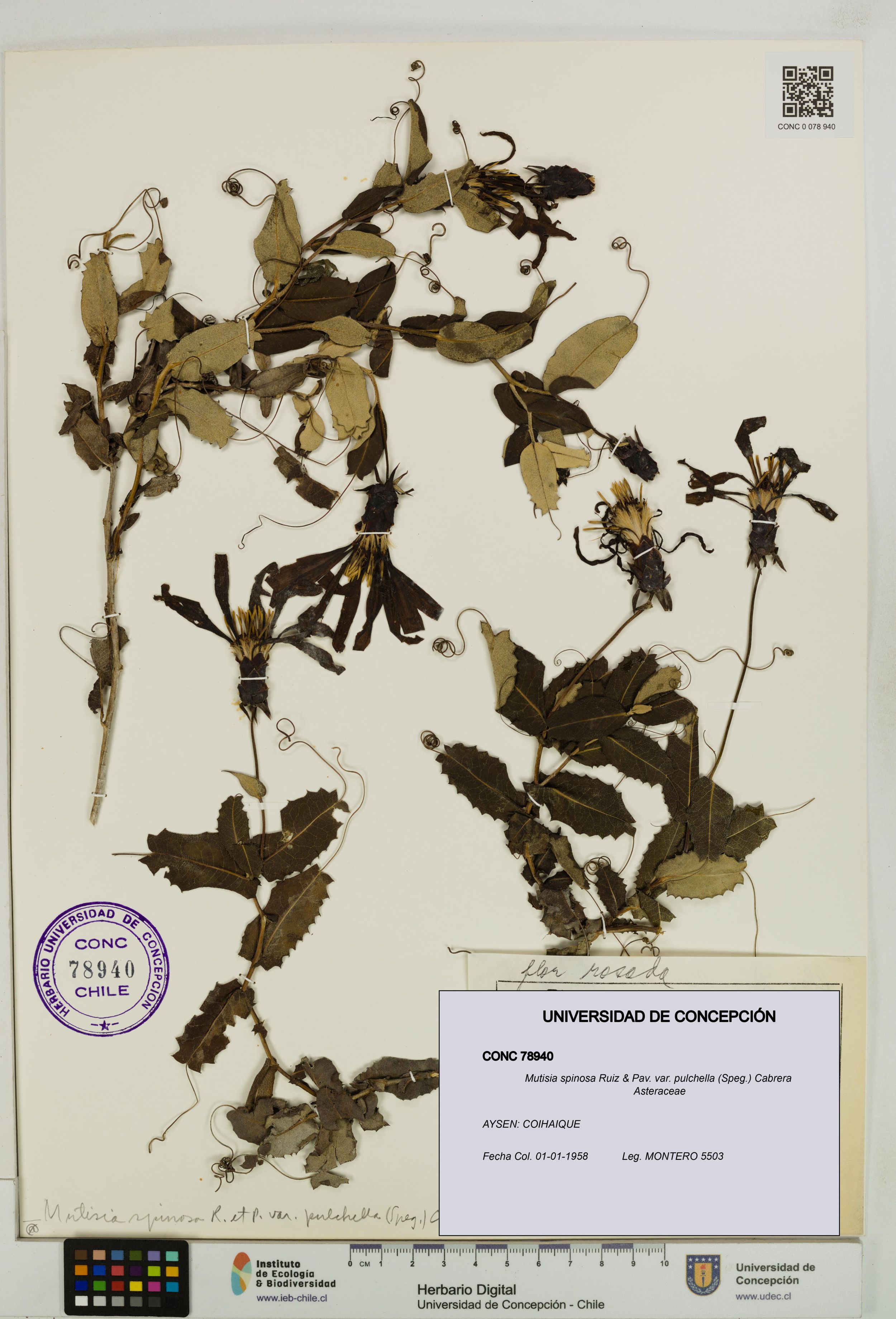 Mutisia spinosa var. pulchella [Espécimen: ]