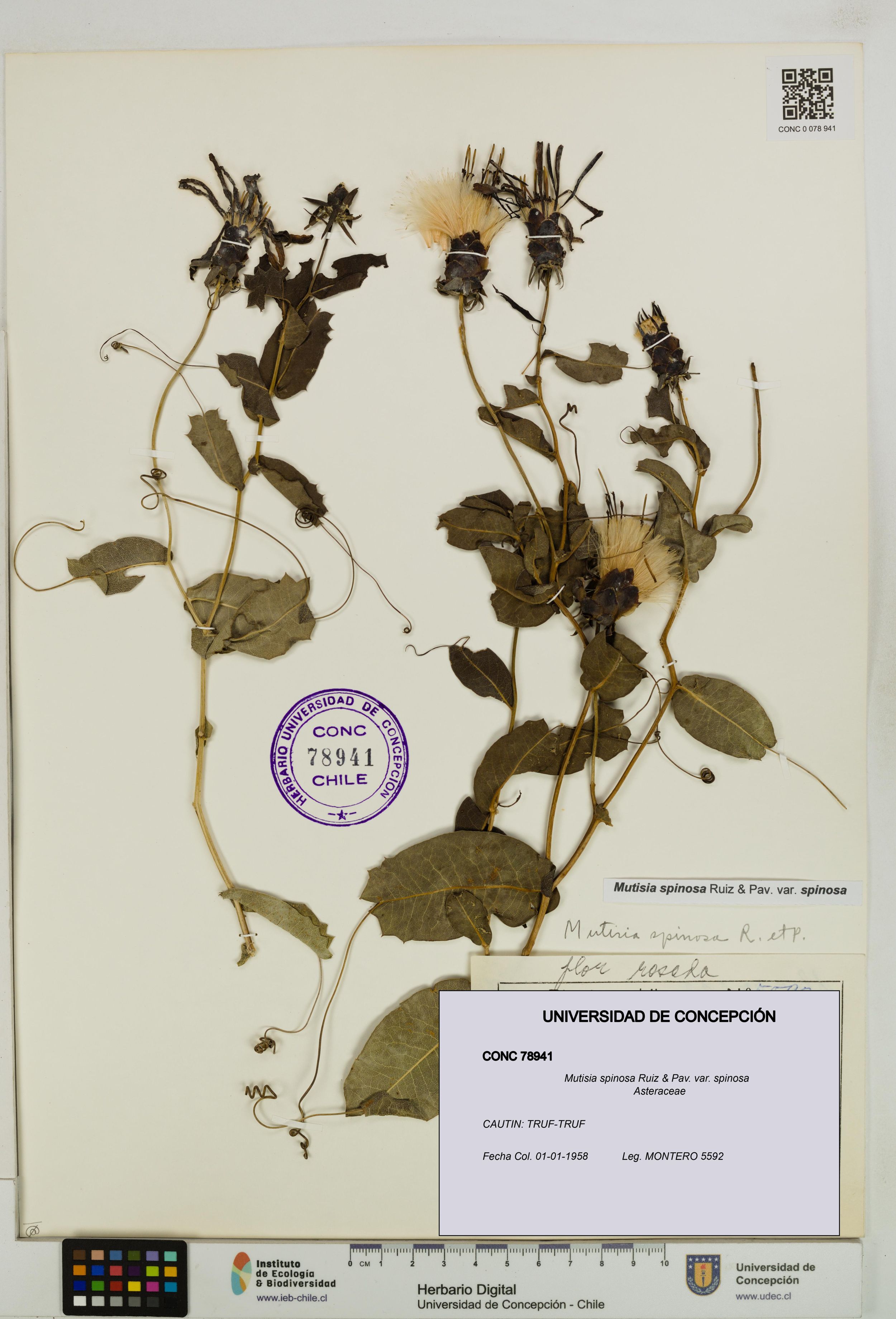 Mutisia spinosa var. spinosa [Espécimen: ]