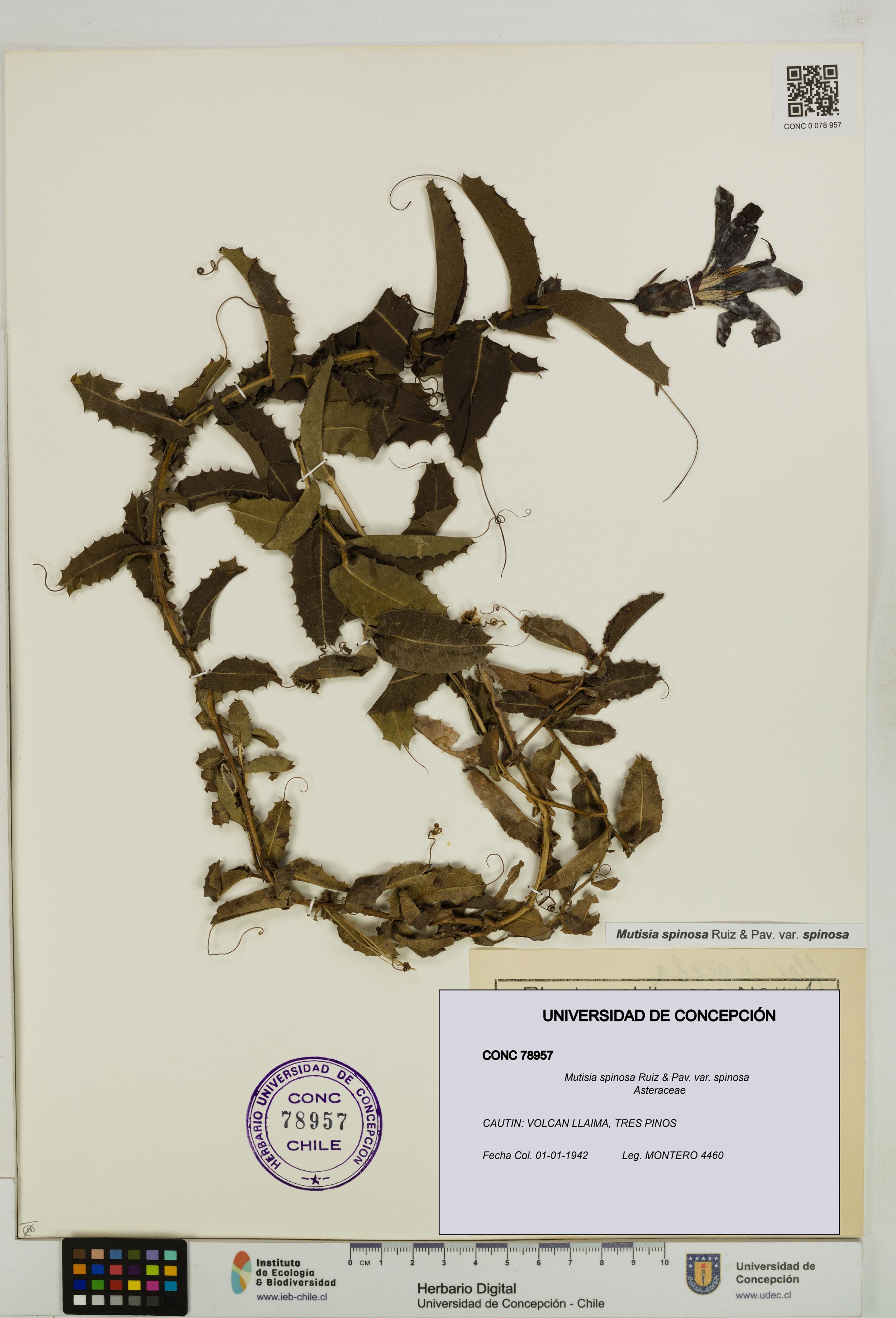 Mutisia spinosa var. spinosa [Espécimen: ]