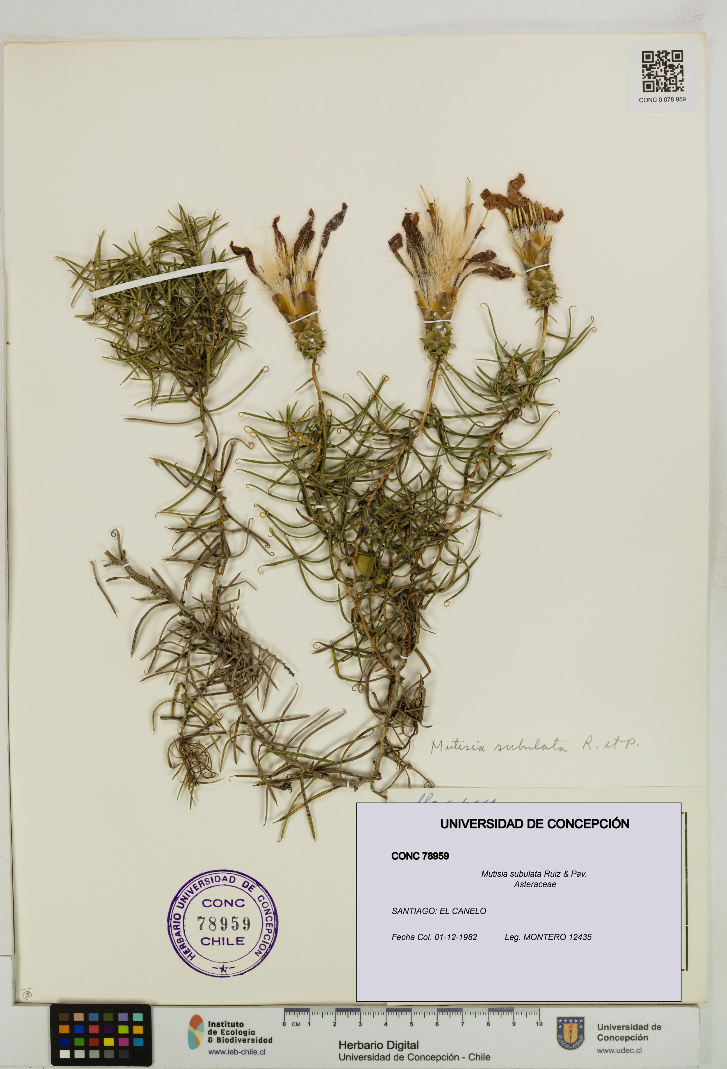 Mutisia subulata [Espécimen: ]