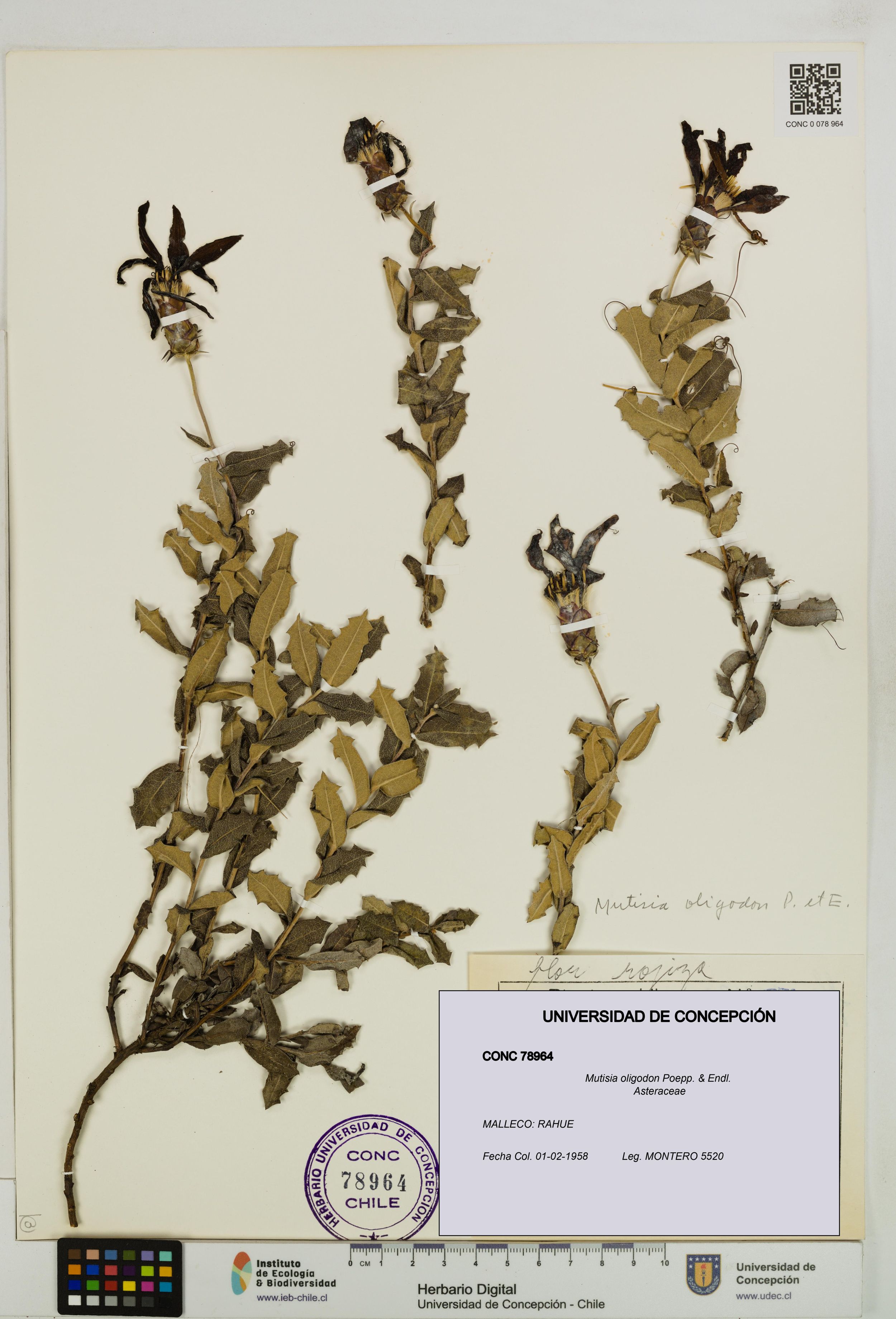 Mutisia oligodon [Espécimen: ]