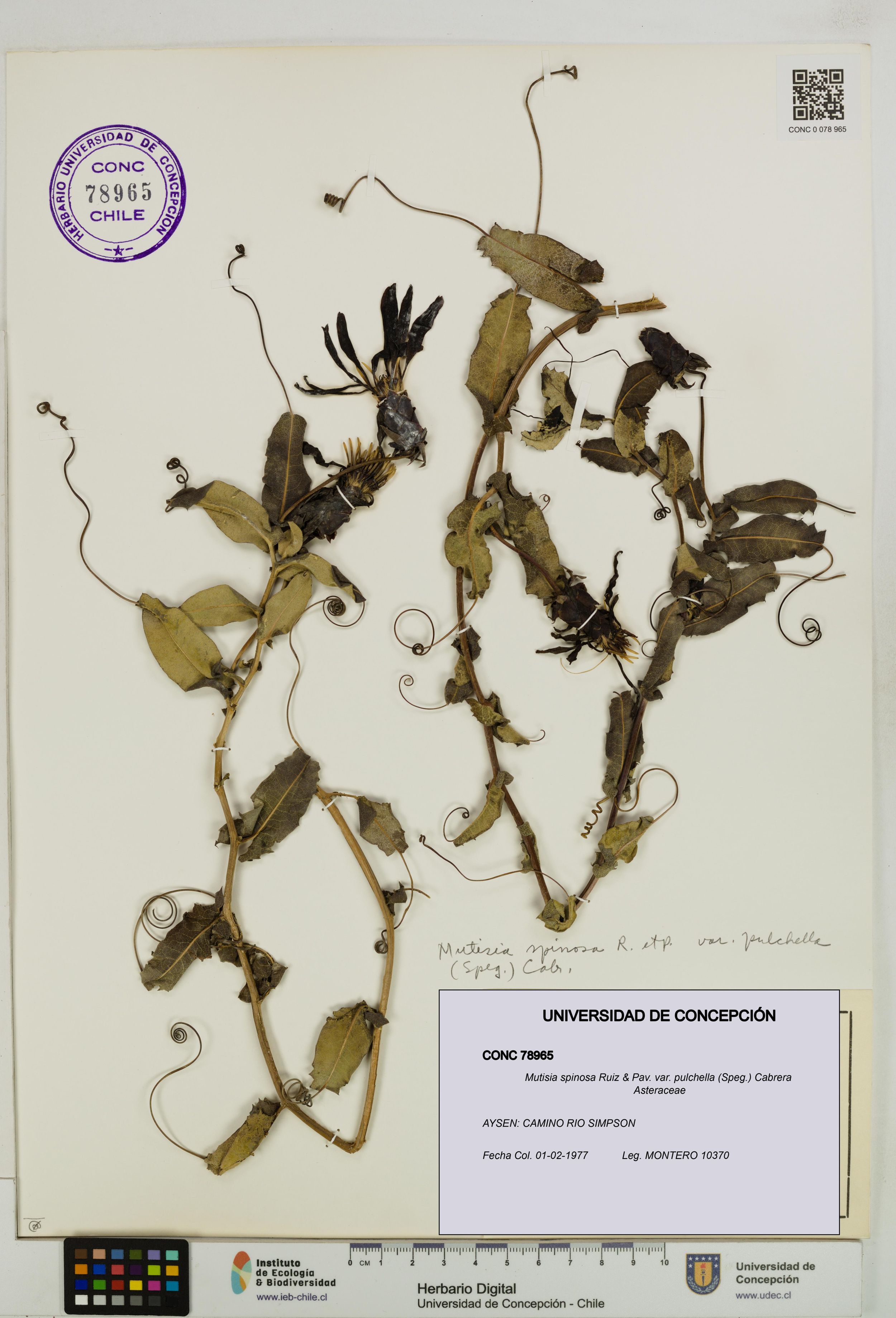 Mutisia spinosa var. pulchella [Espécimen: ]