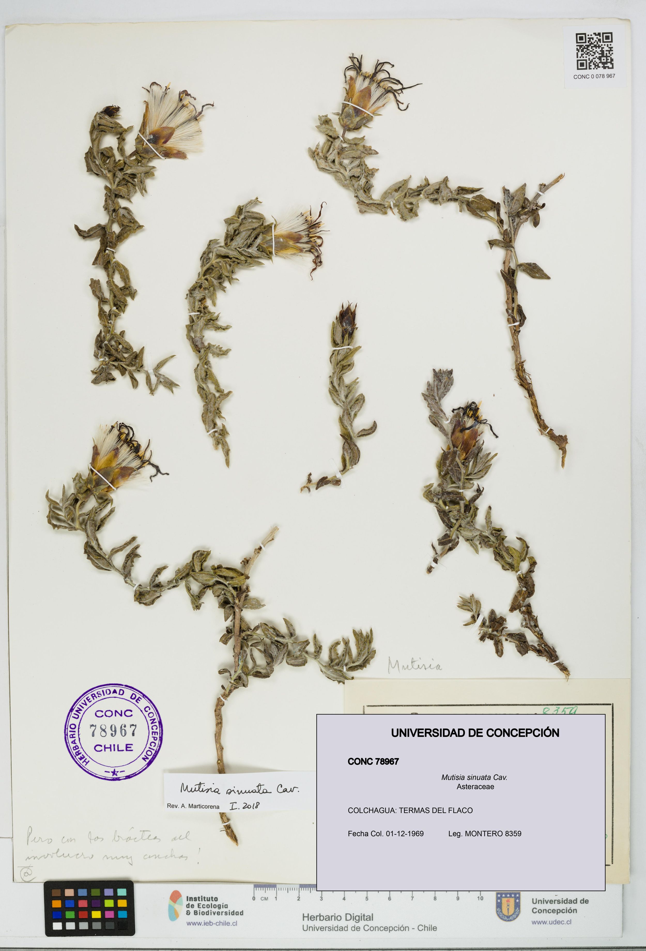Mutisia sinuata [Espécimen: ]