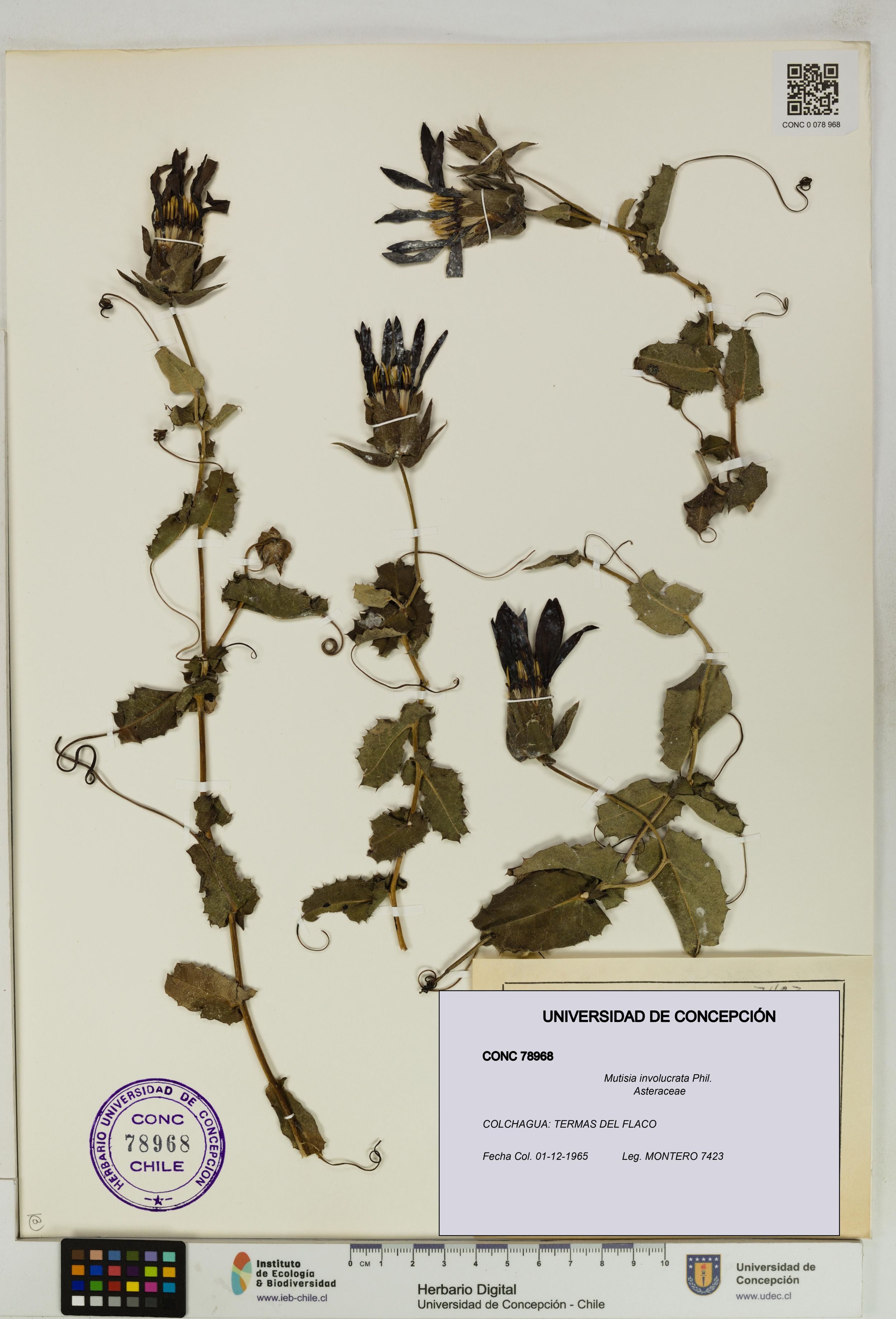 Mutisia involucrata [Espécimen: ]