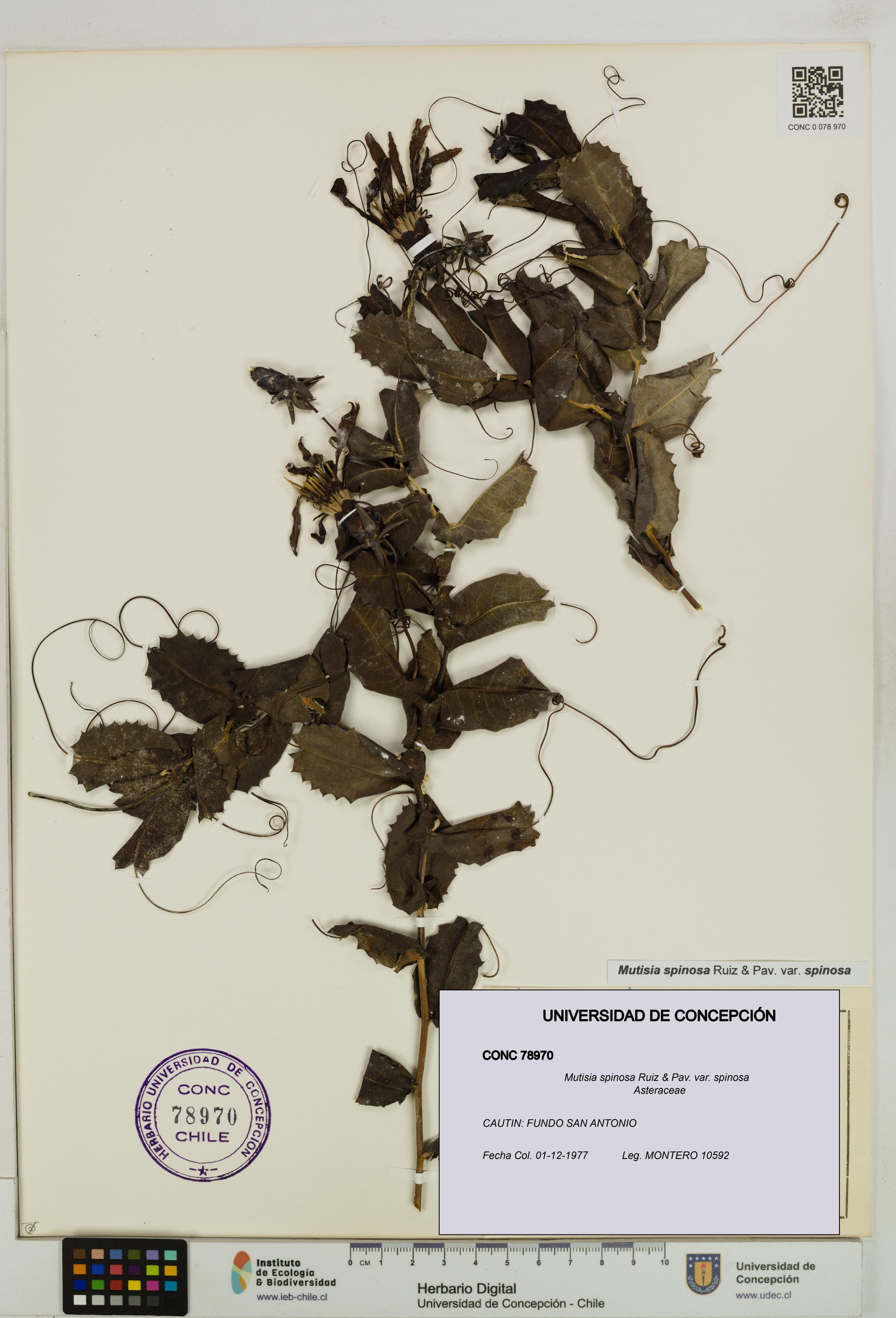 Mutisia spinosa var. spinosa [Espécimen: ]