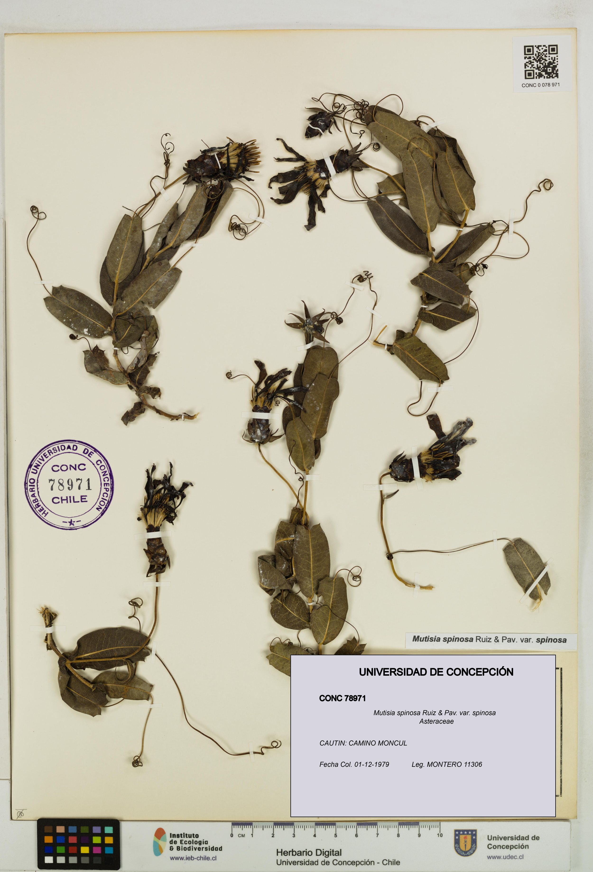 Mutisia spinosa var. spinosa [Espécimen: ]