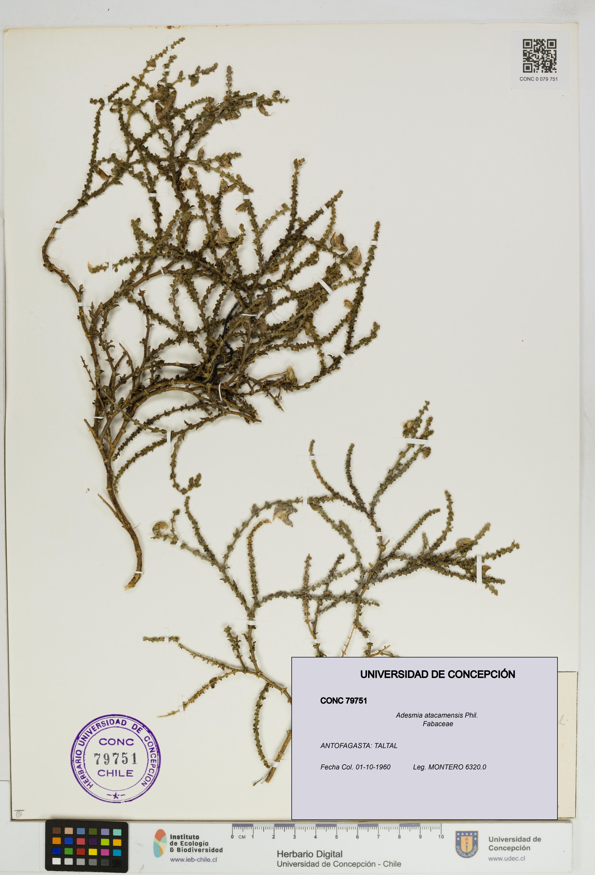Adesmia atacamensis [Espécimen: ]