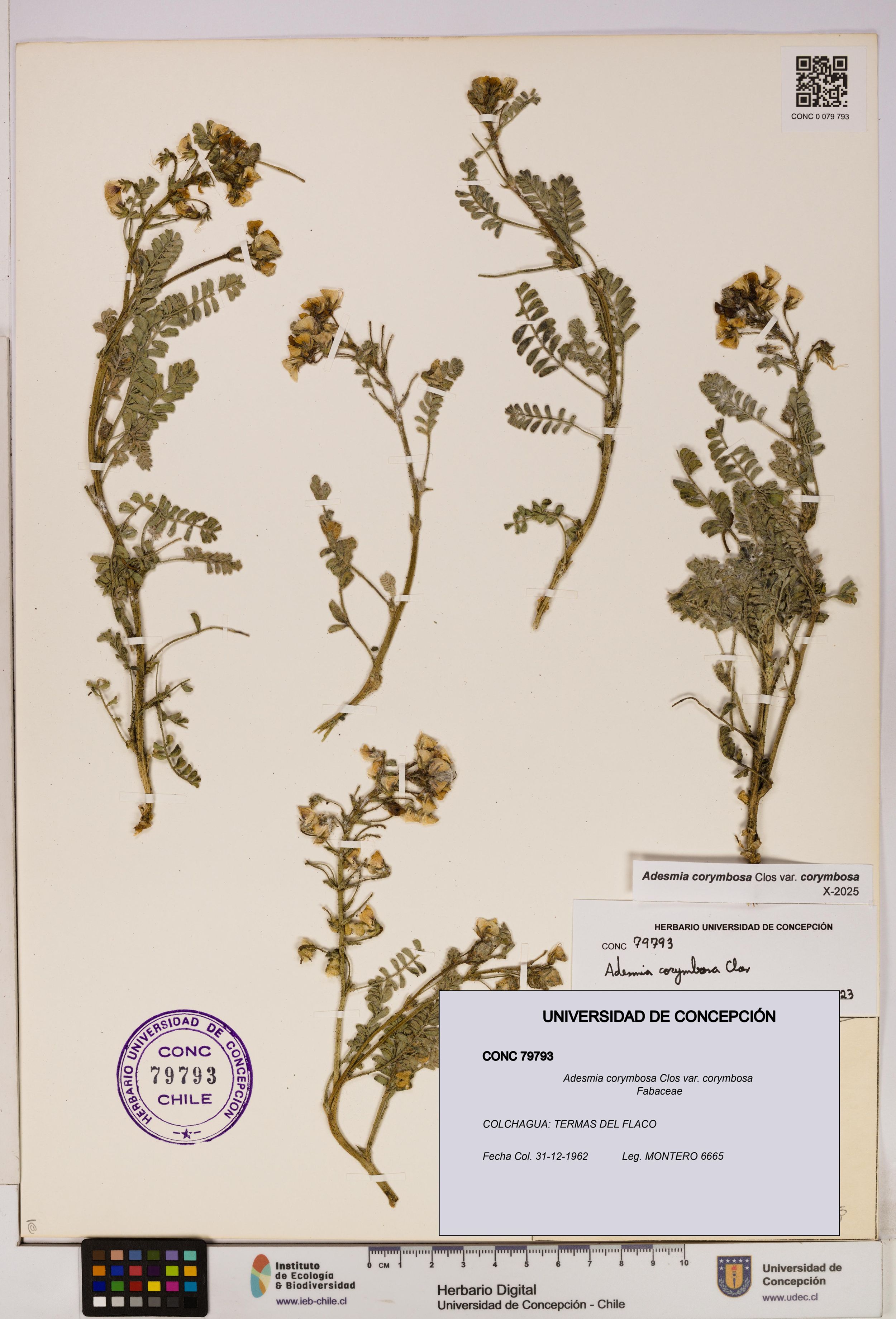 Adesmia corymbosa var. corymbosa [Espécimen: ]