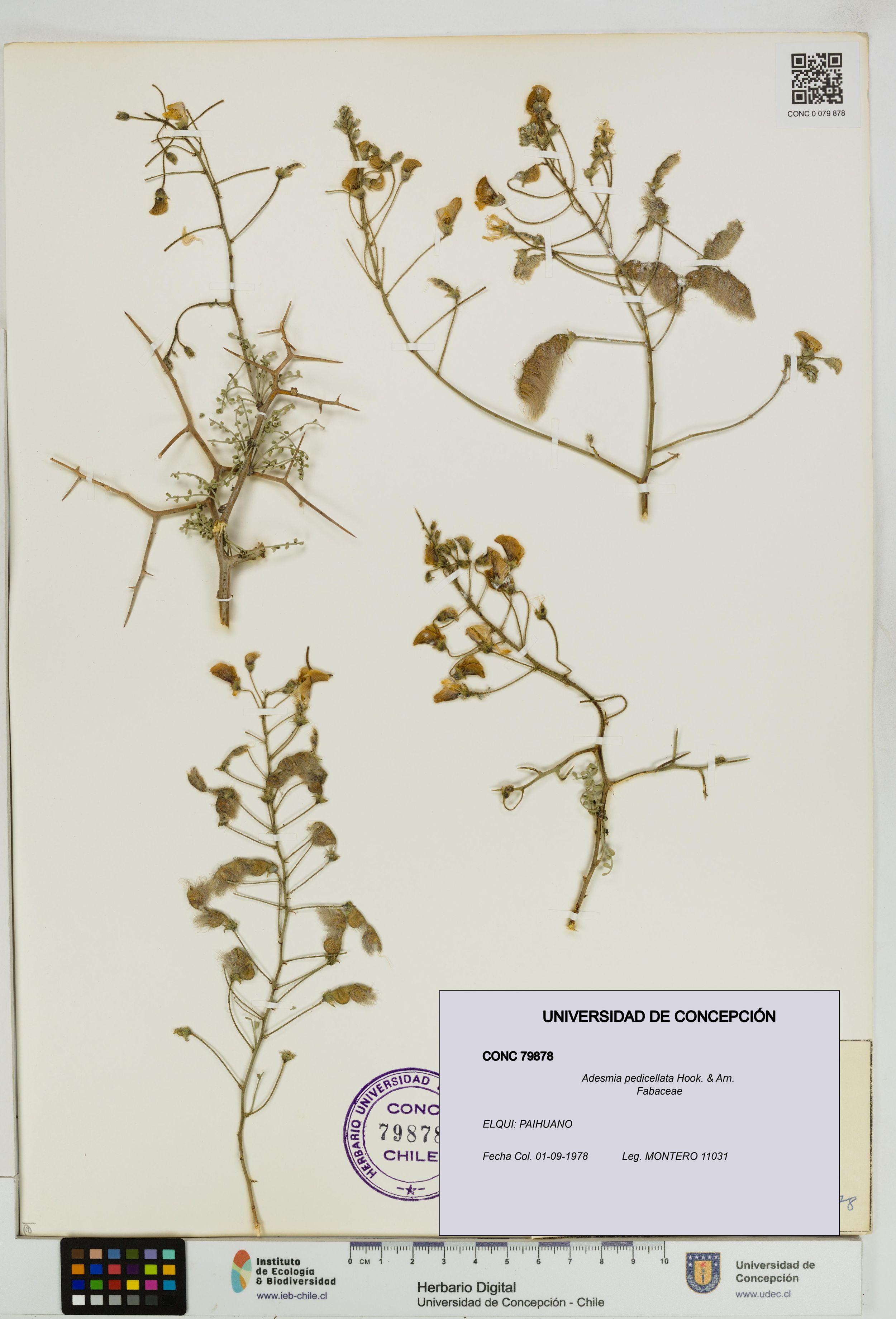Adesmia pedicellata [Espécimen: ]