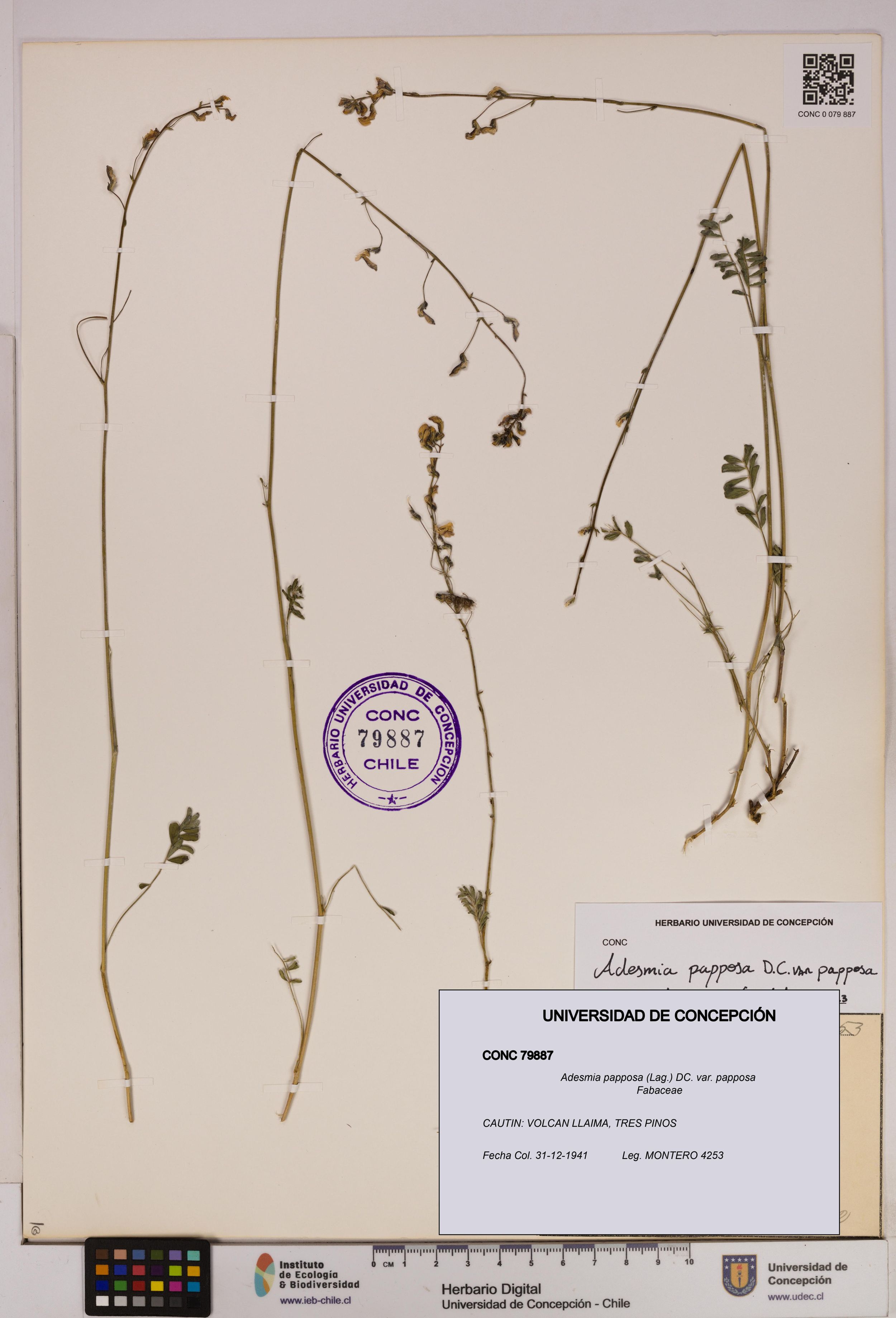 Adesmia papposa var. papposa [Espécimen: ]