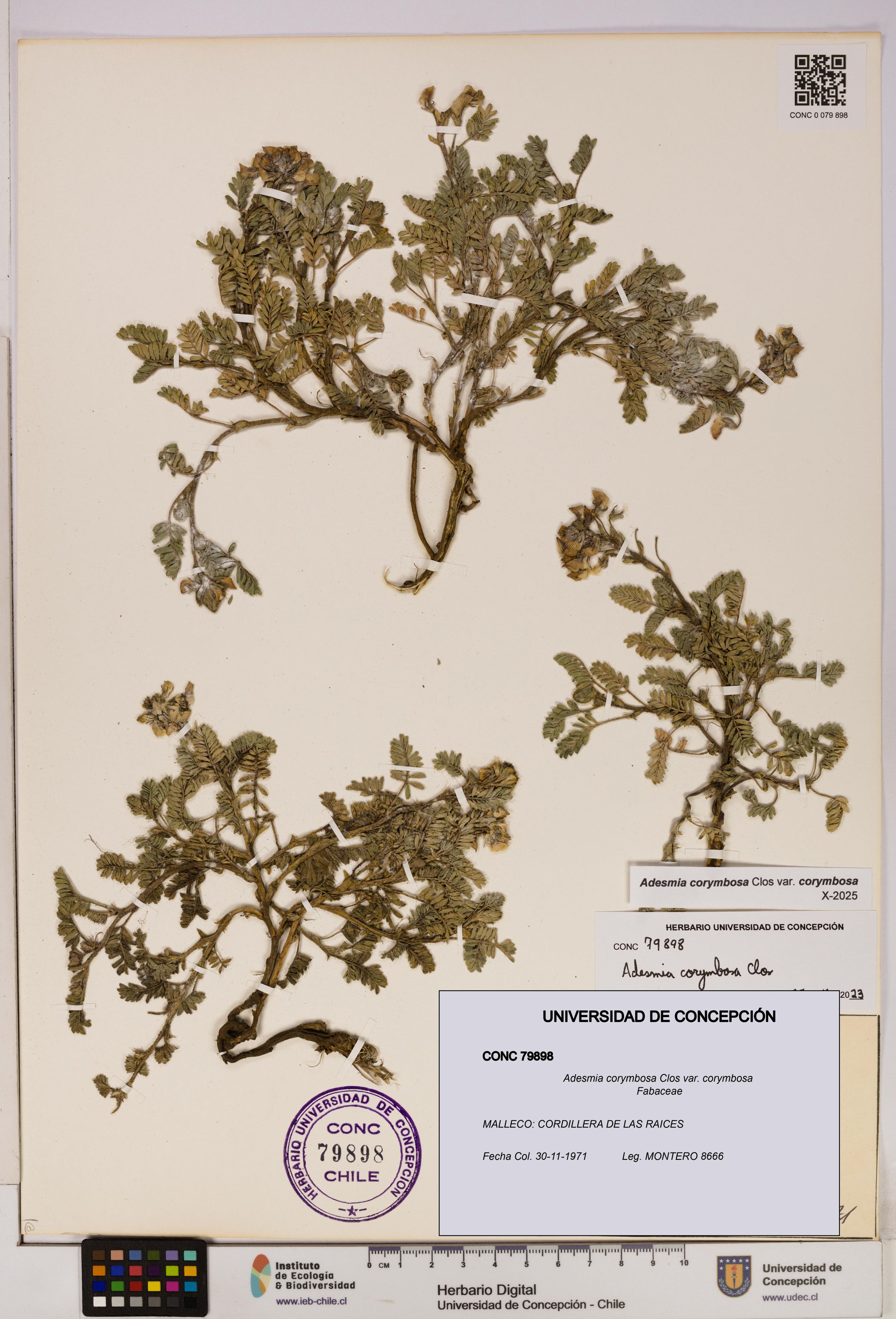 Adesmia corymbosa var. corymbosa [Espécimen: ]