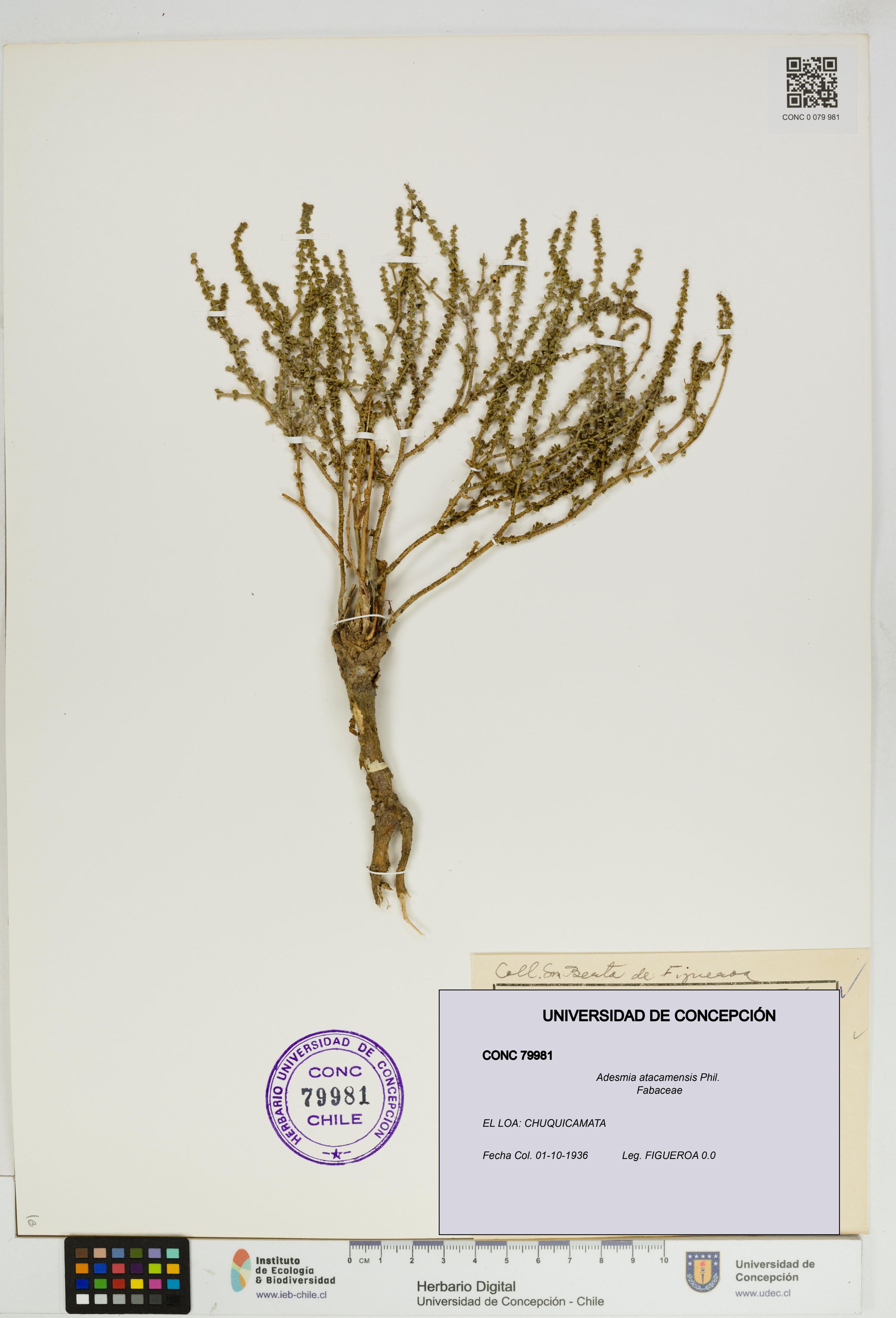 Adesmia atacamensis [Espécimen: ]