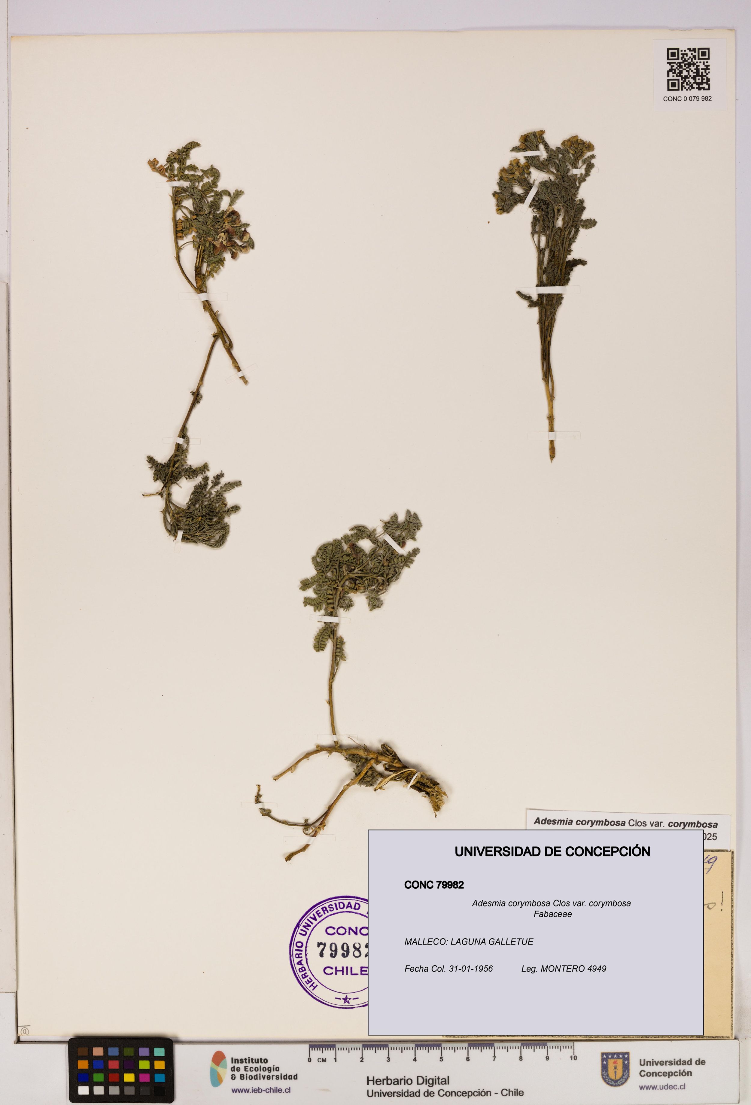 Adesmia corymbosa var. corymbosa [Espécimen: ]
