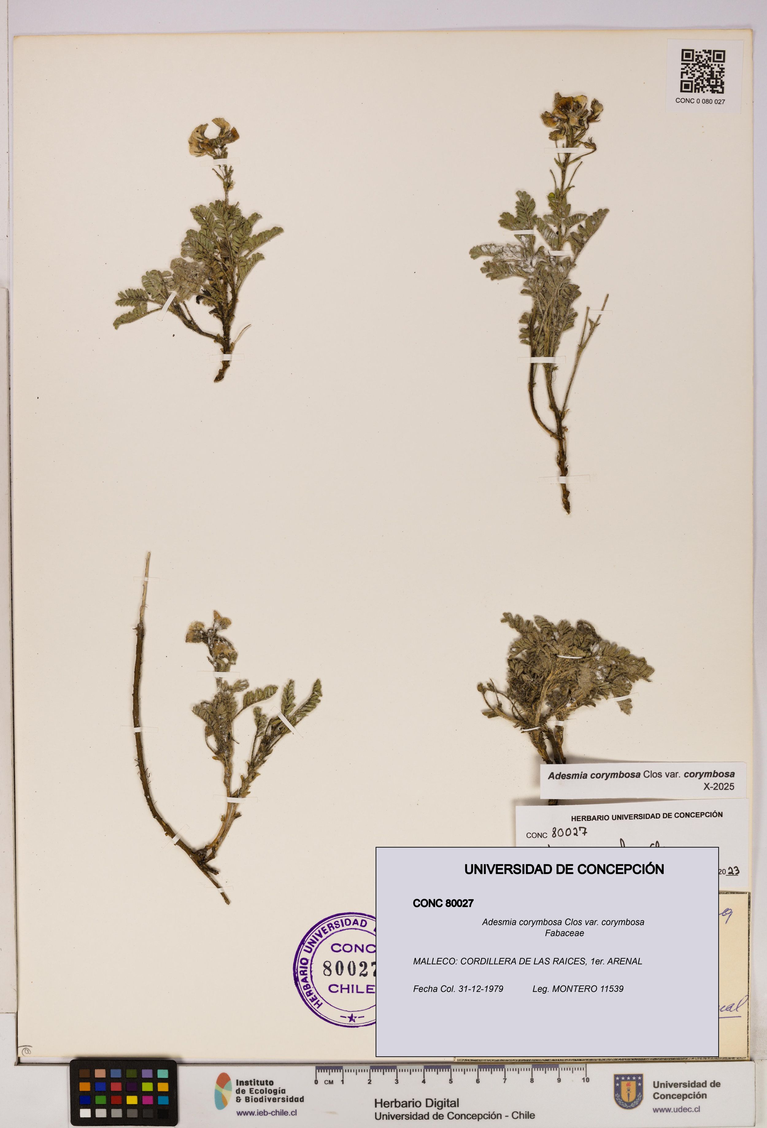 Adesmia corymbosa var. corymbosa [Espécimen: ]