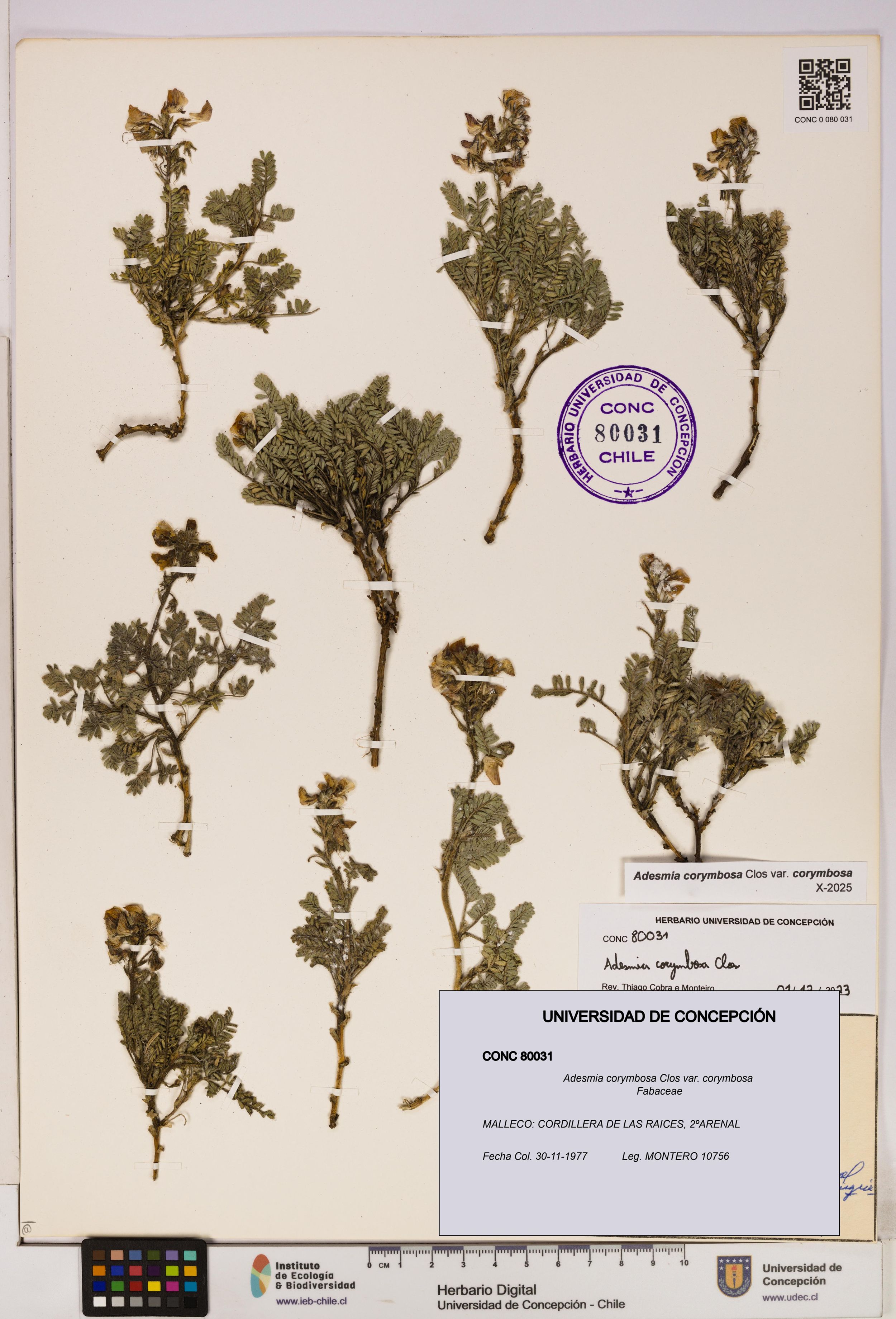 Adesmia corymbosa var. corymbosa [Espécimen: ]