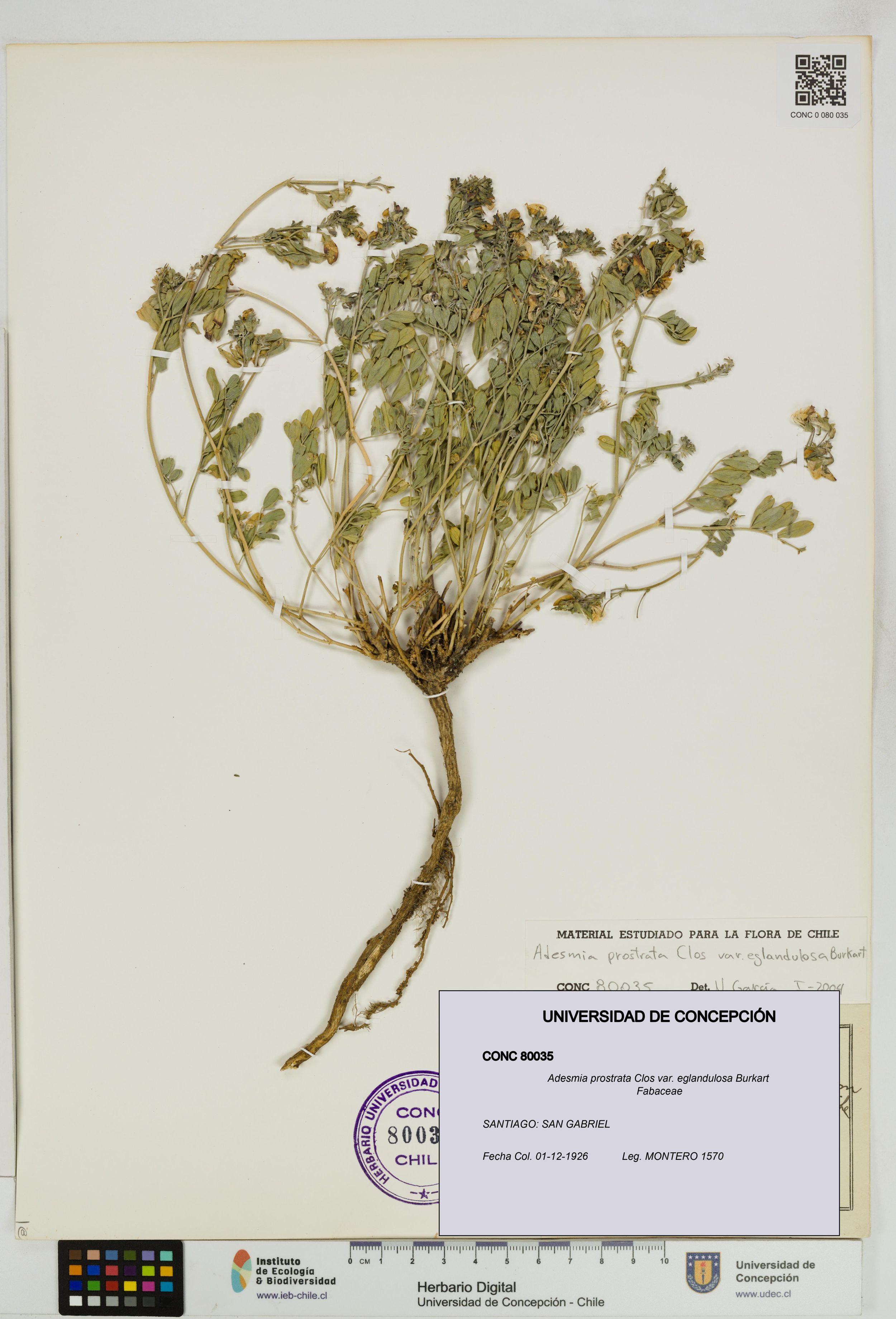 Adesmia prostrata var. eglandulosa [Espécimen: ]