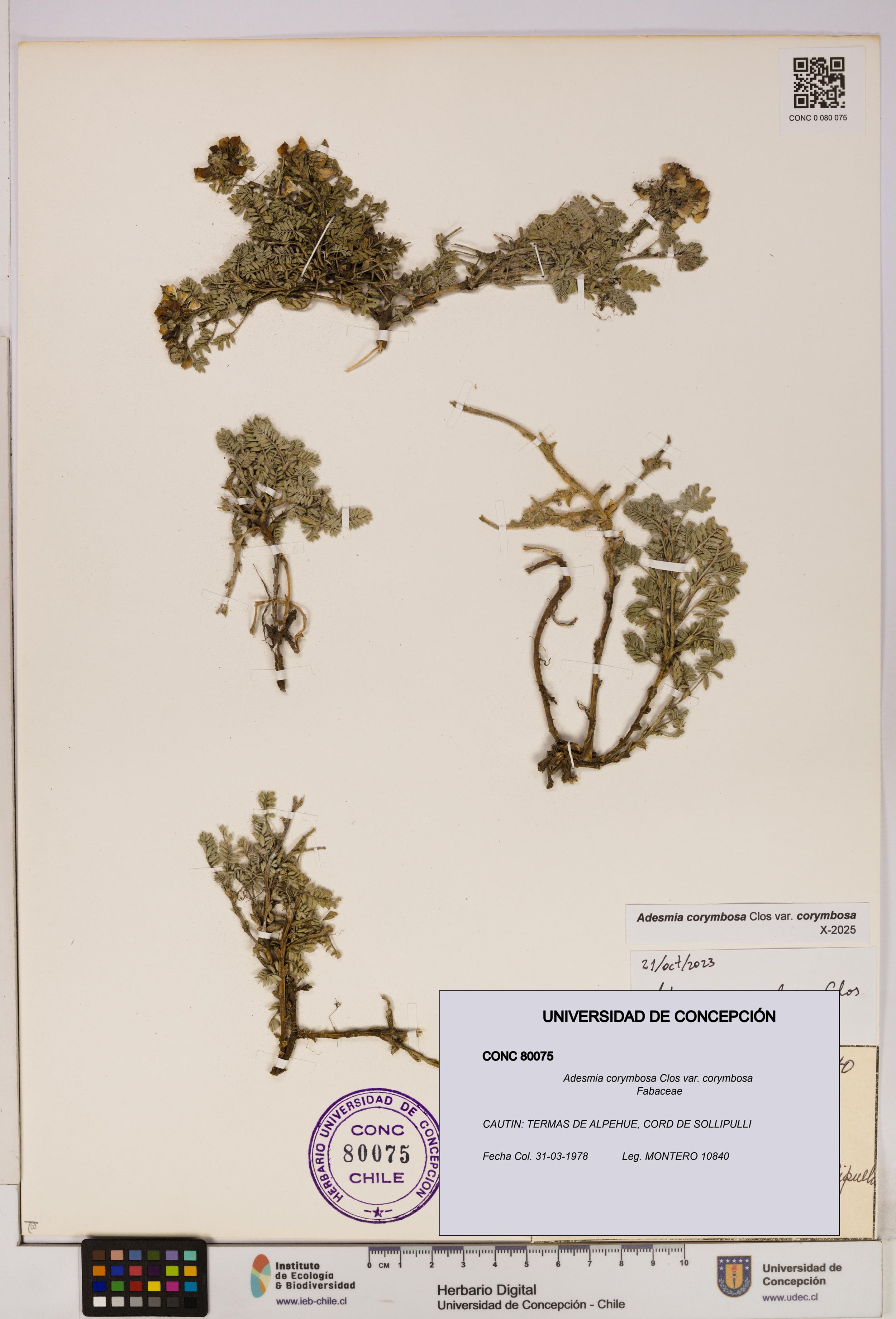 Adesmia corymbosa var. corymbosa [Espécimen: ]