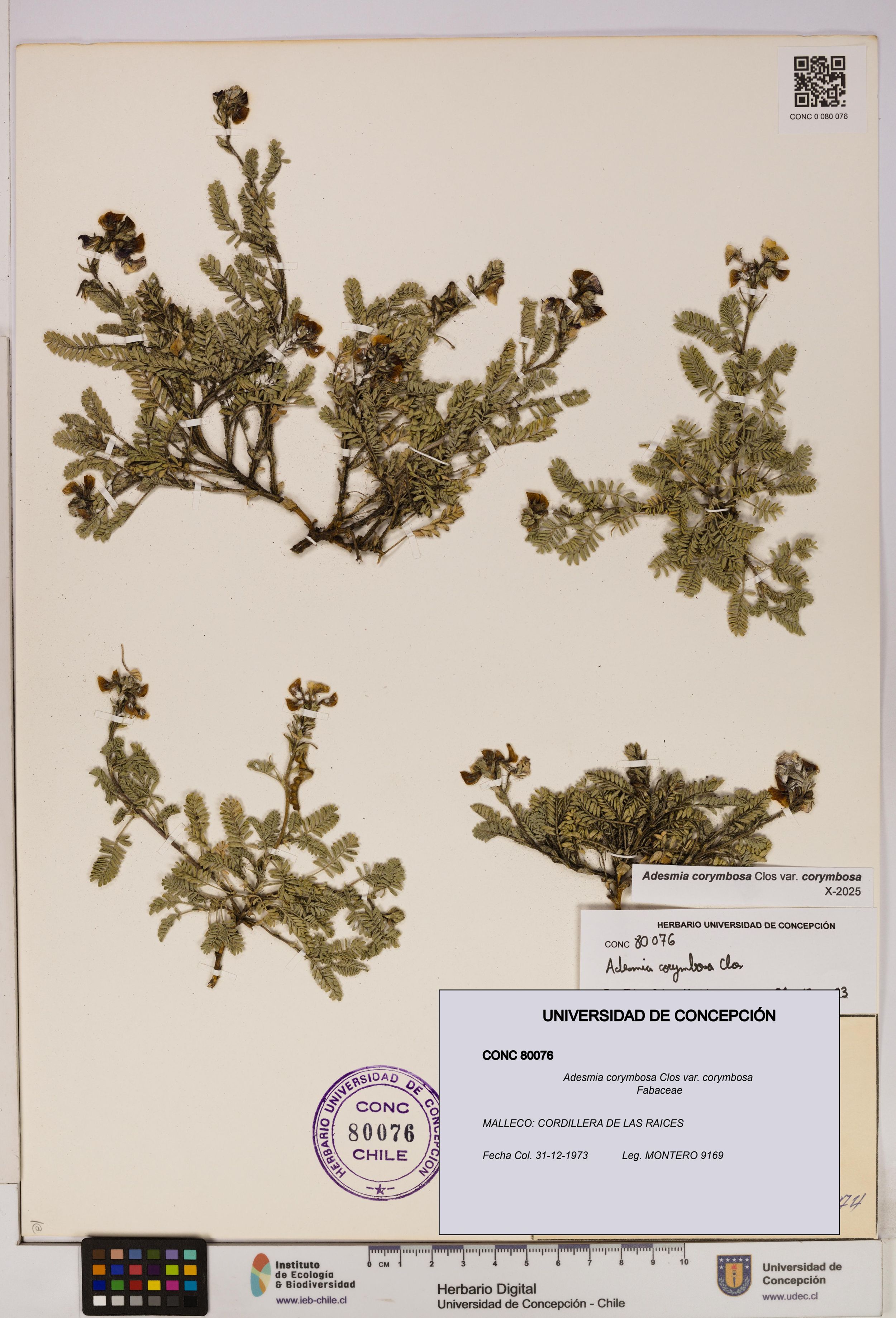 Adesmia corymbosa var. corymbosa [Espécimen: ]