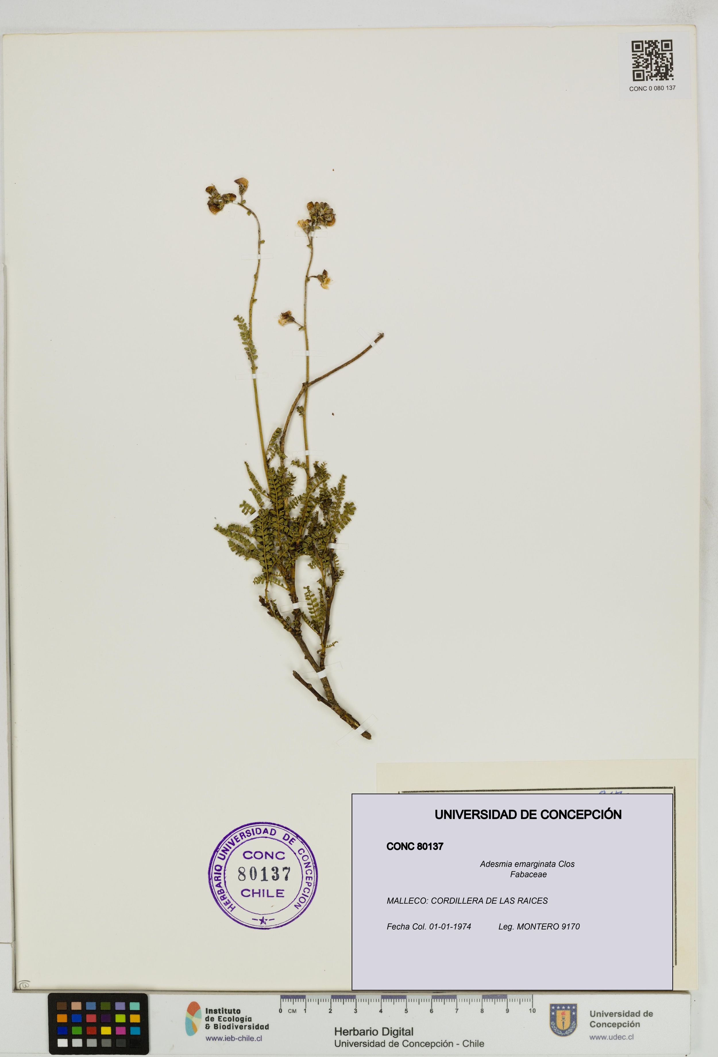 Adesmia emarginata [Espécimen: ]
