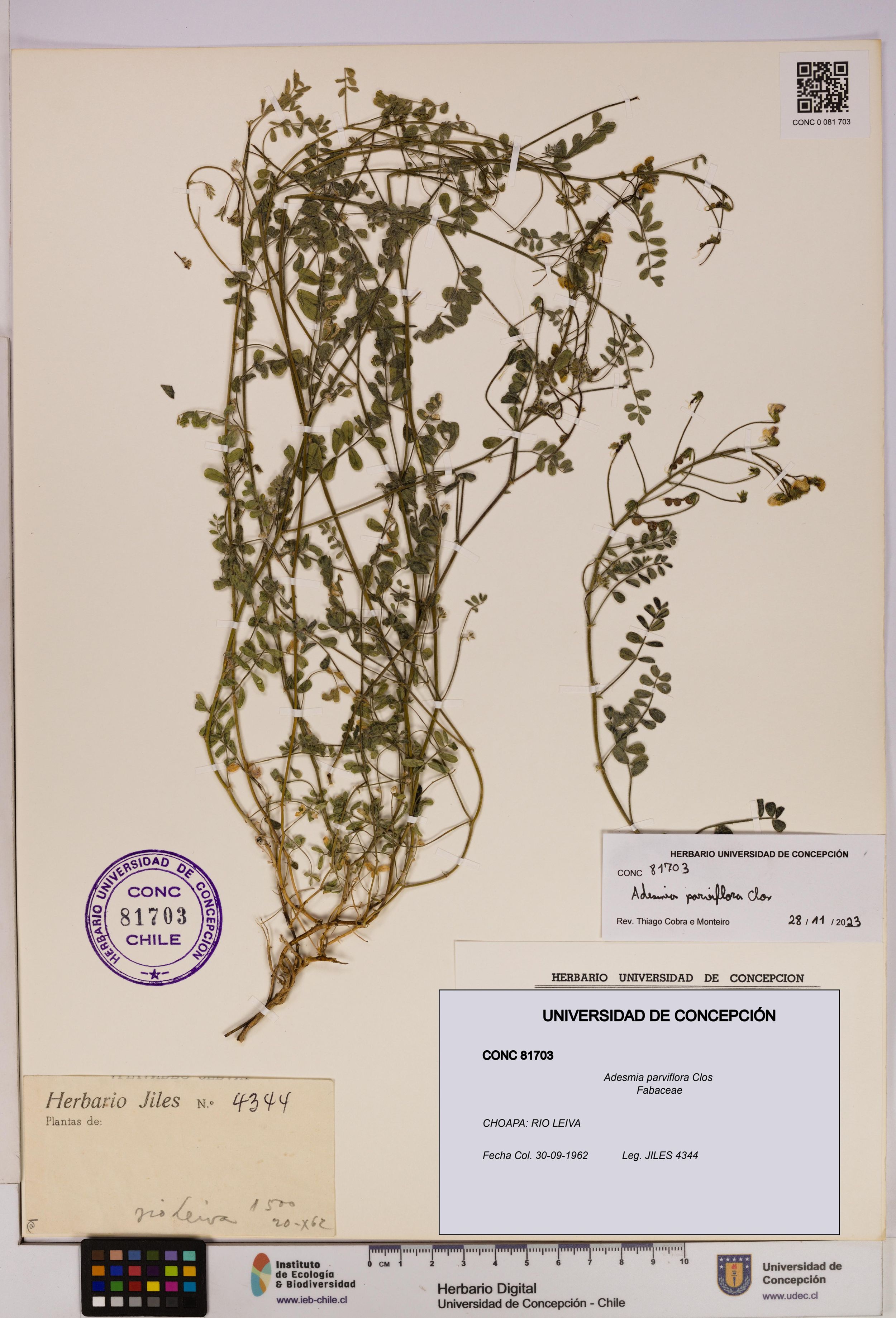 Adesmia parviflora [Espécimen: ]