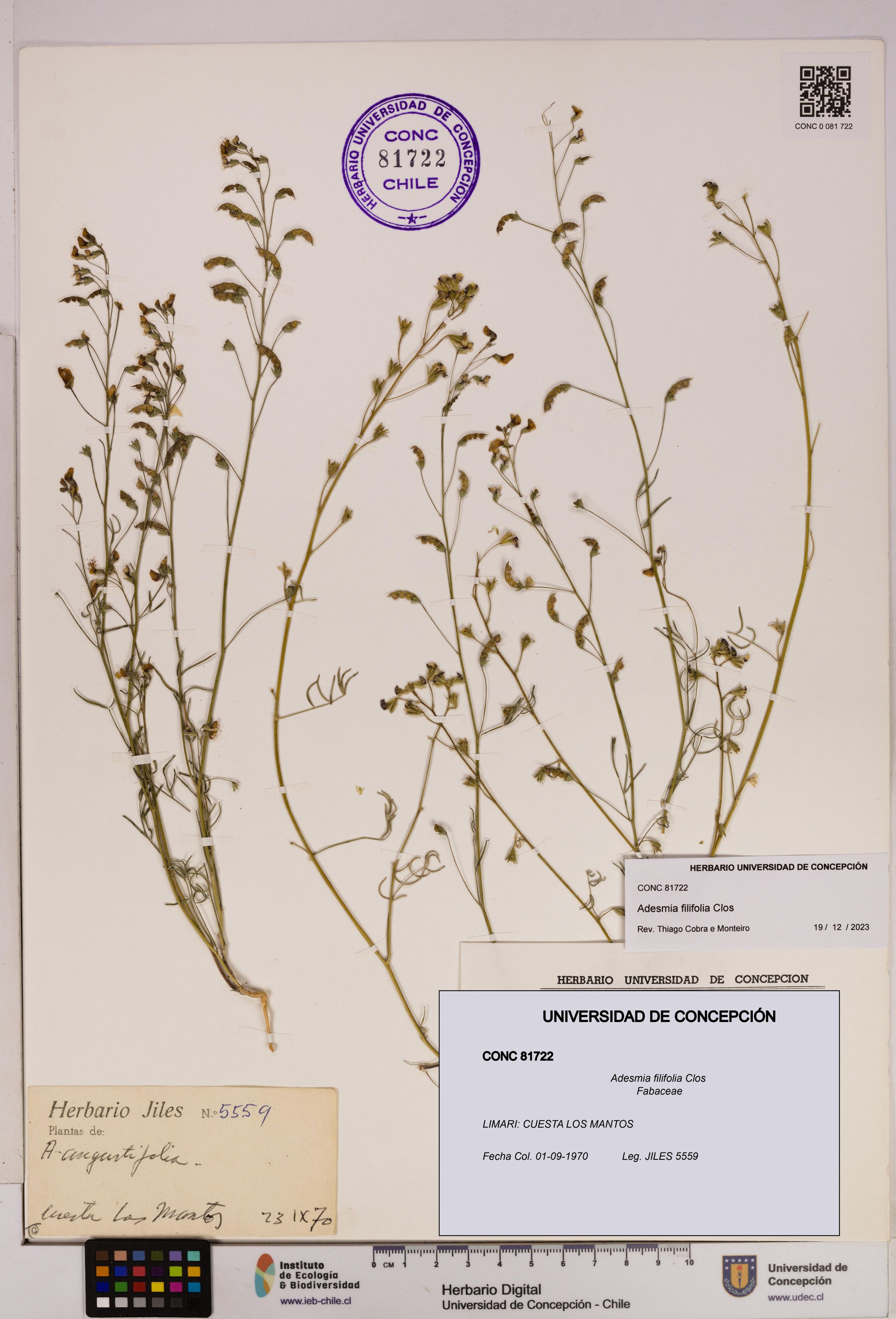 Adesmia filifolia [Espécimen: ]
