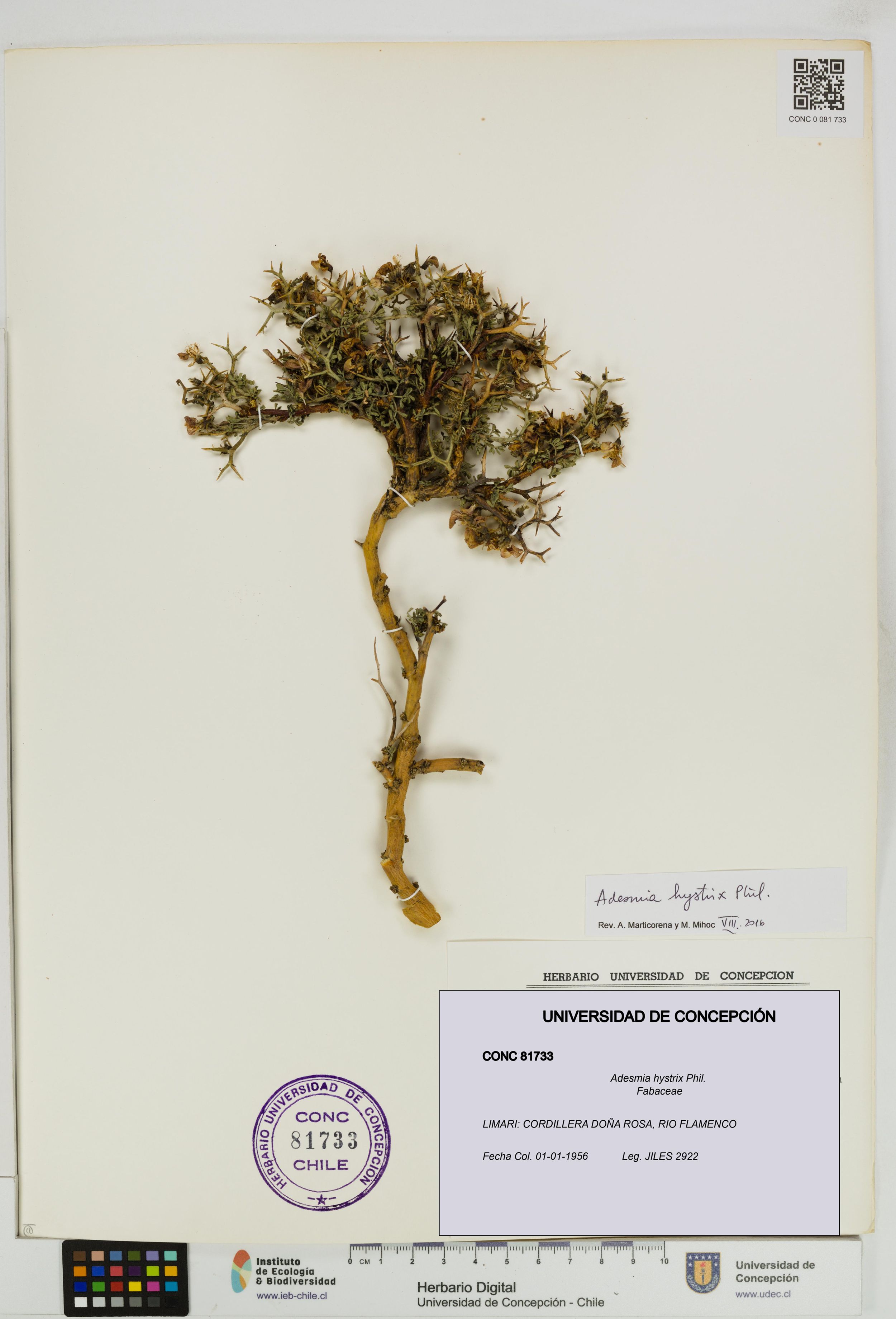 Adesmia hystrix [Espécimen: ]