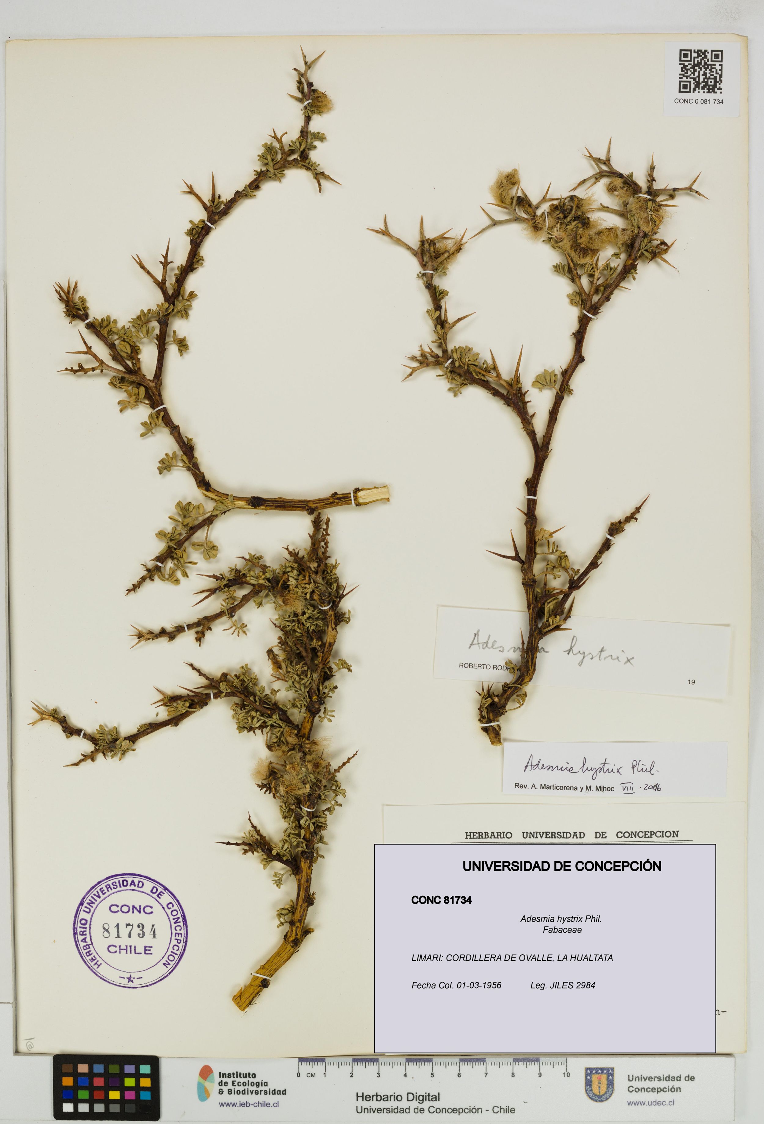 Adesmia hystrix [Espécimen: ]