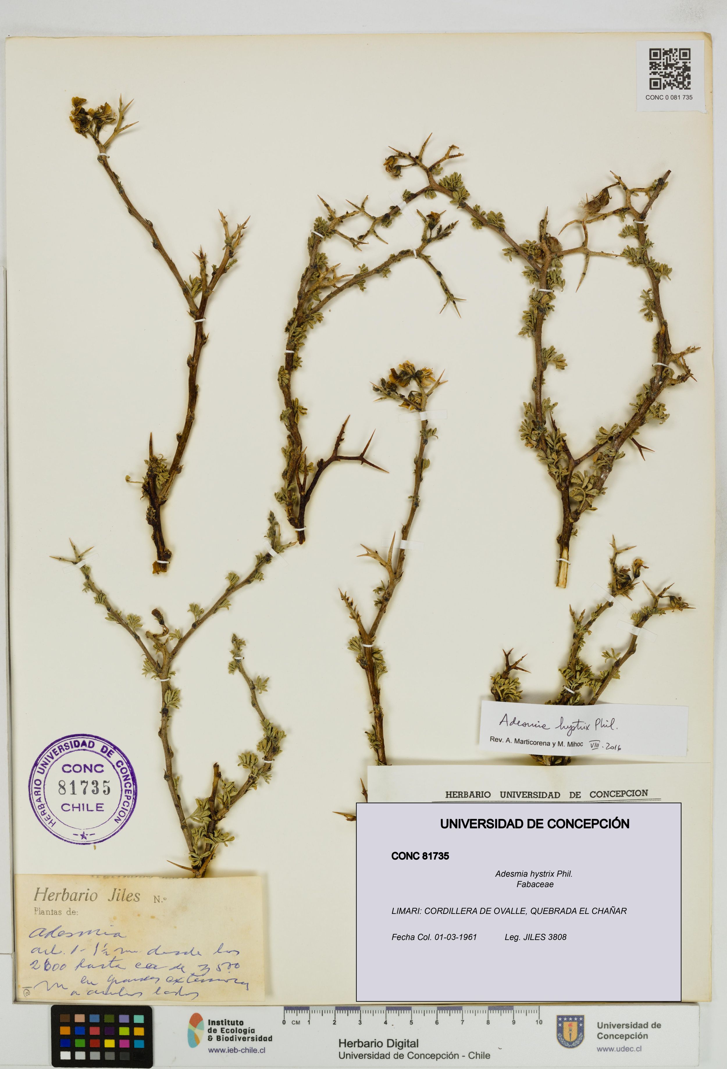 Adesmia hystrix [Espécimen: ]