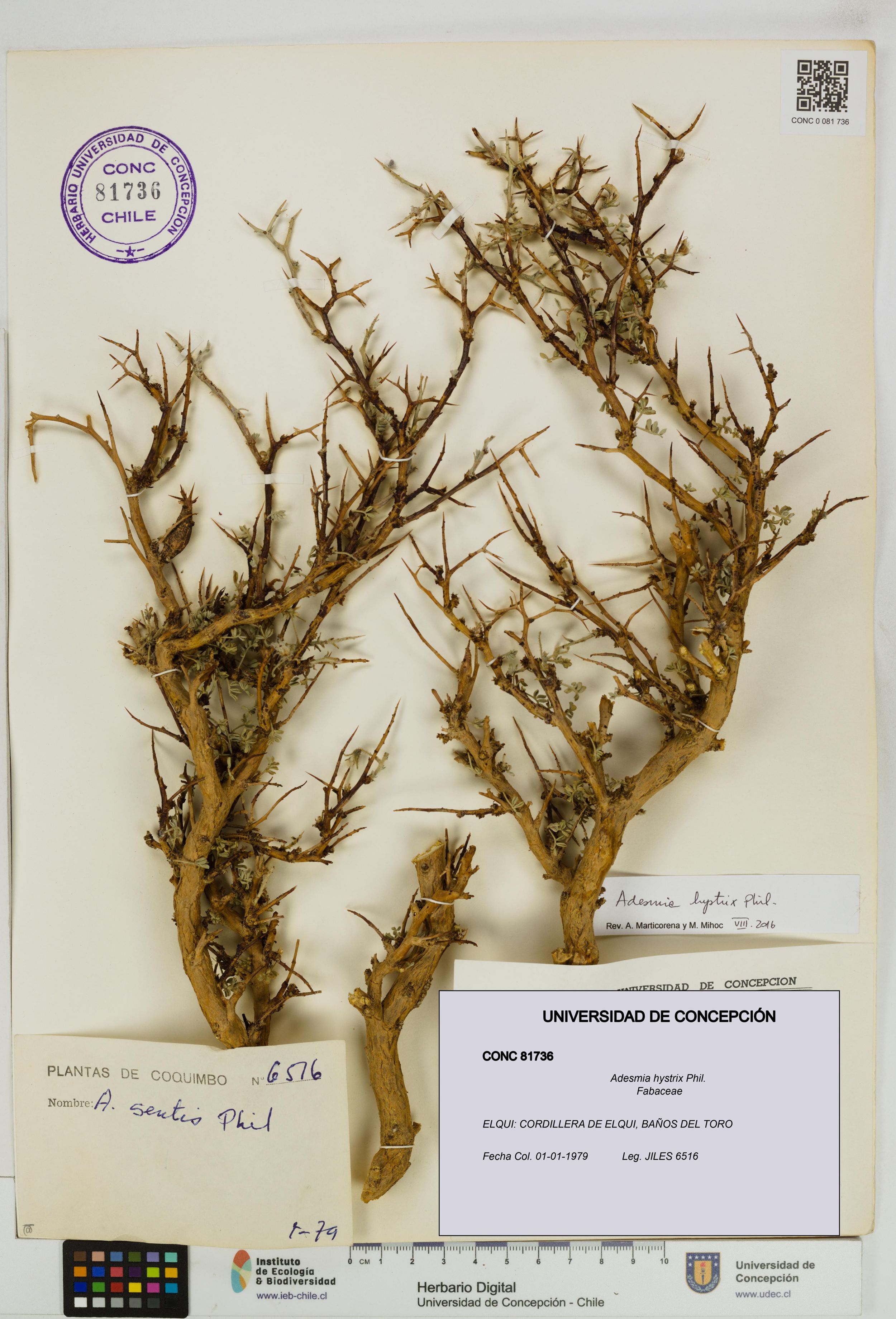 Adesmia hystrix [Espécimen: ]