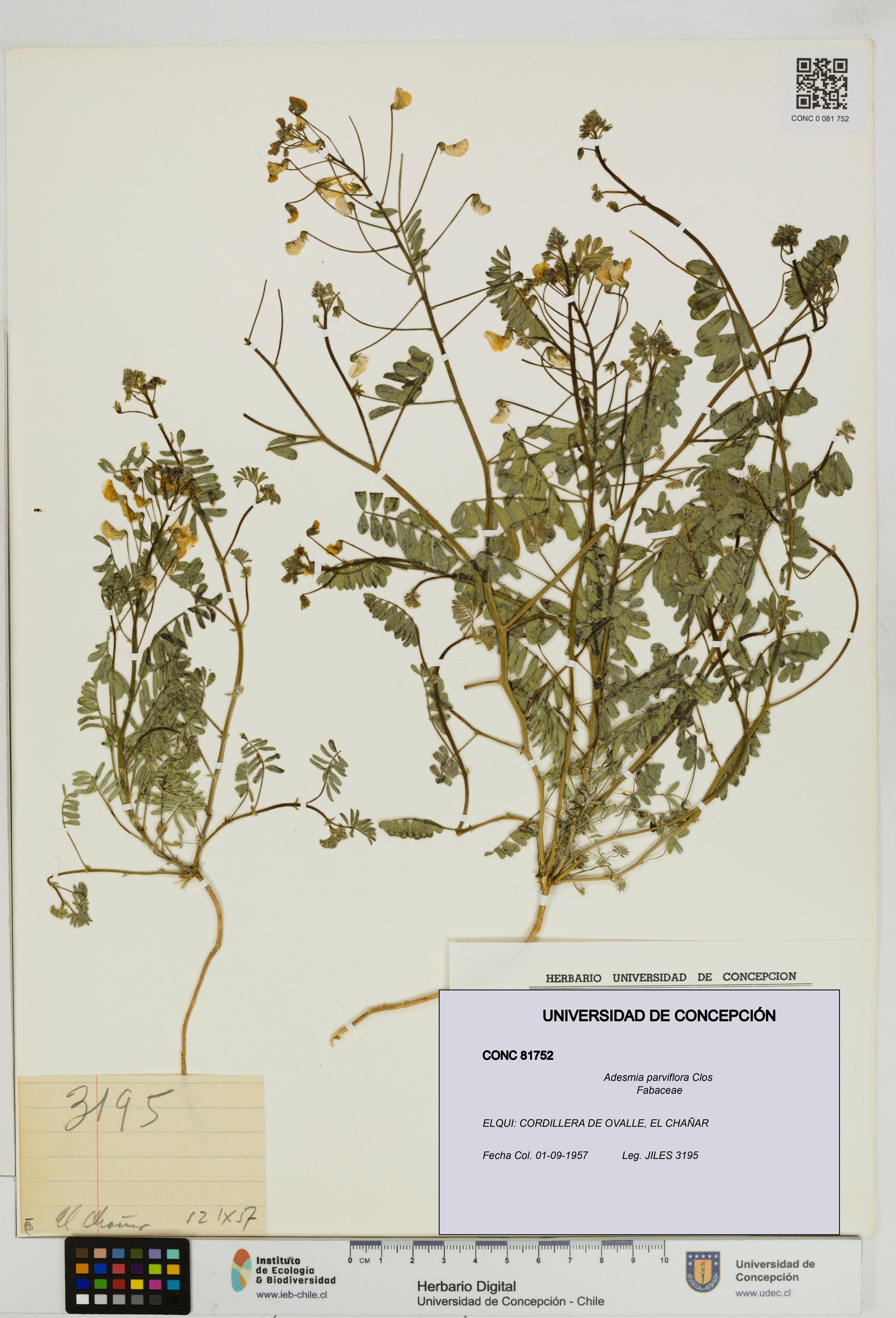 Adesmia parviflora [Espécimen: ]