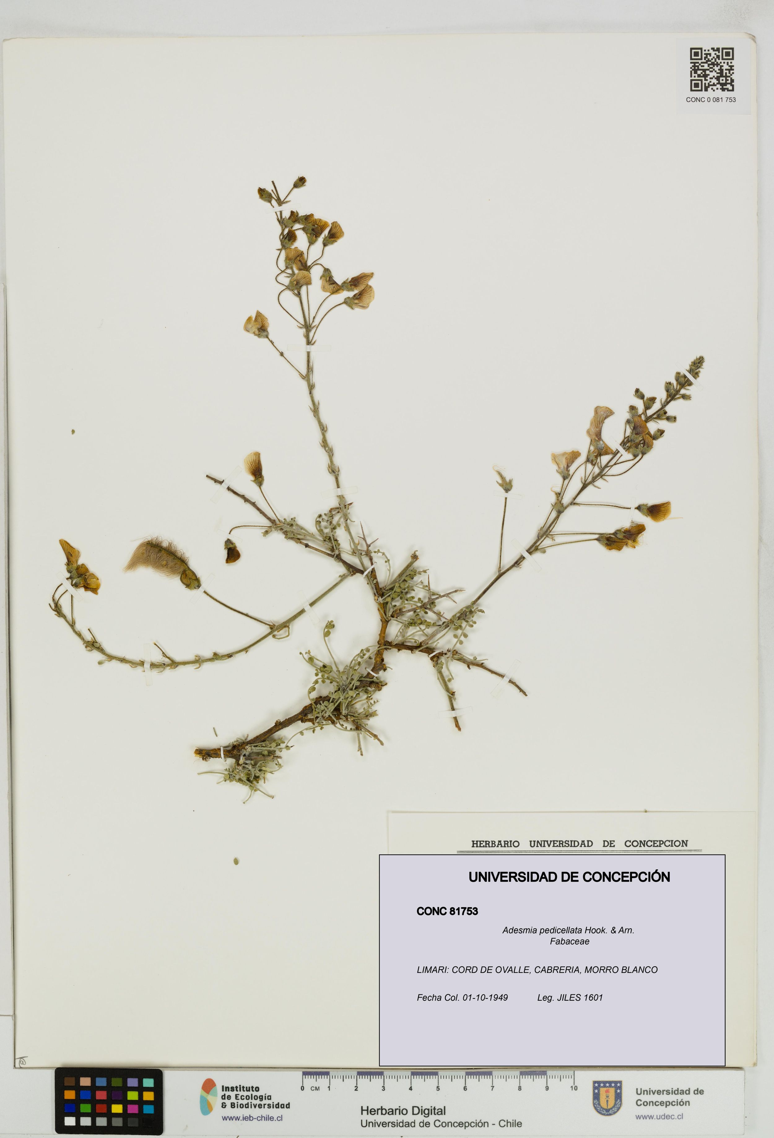 Adesmia pedicellata [Espécimen: ]