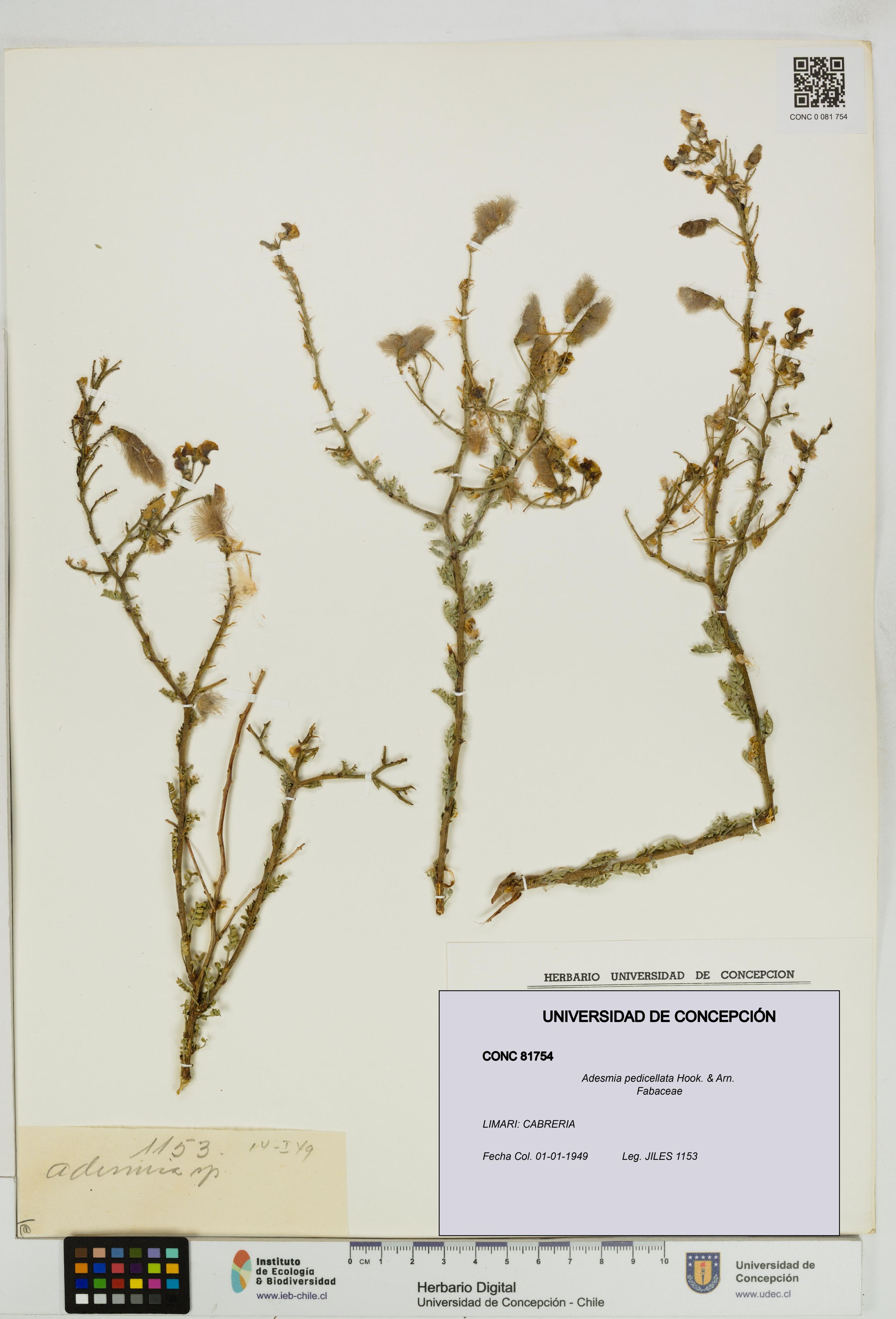 Adesmia pedicellata [Espécimen: ]