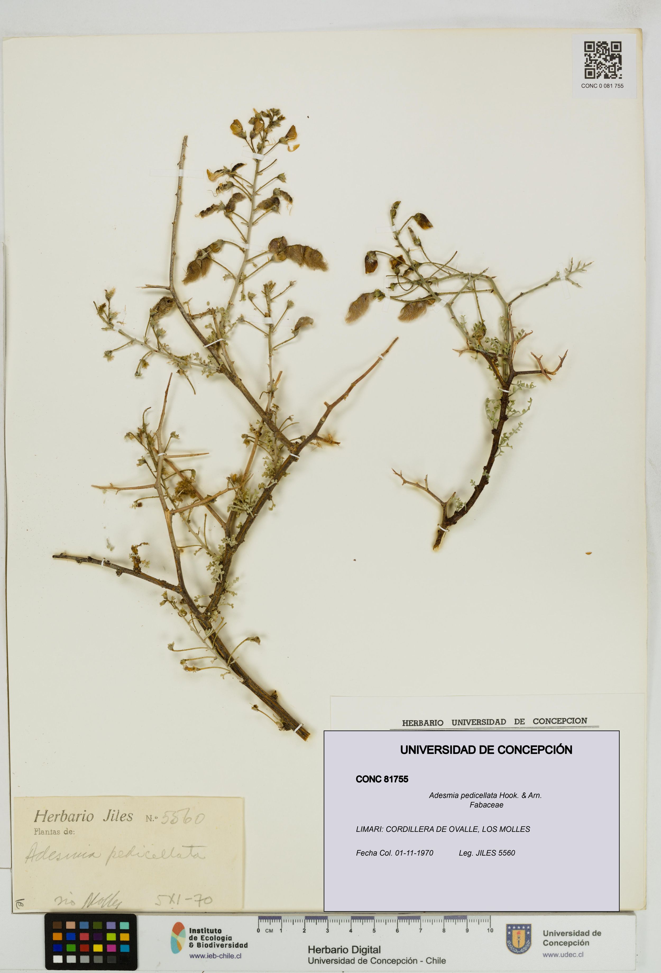 Adesmia pedicellata [Espécimen: ]