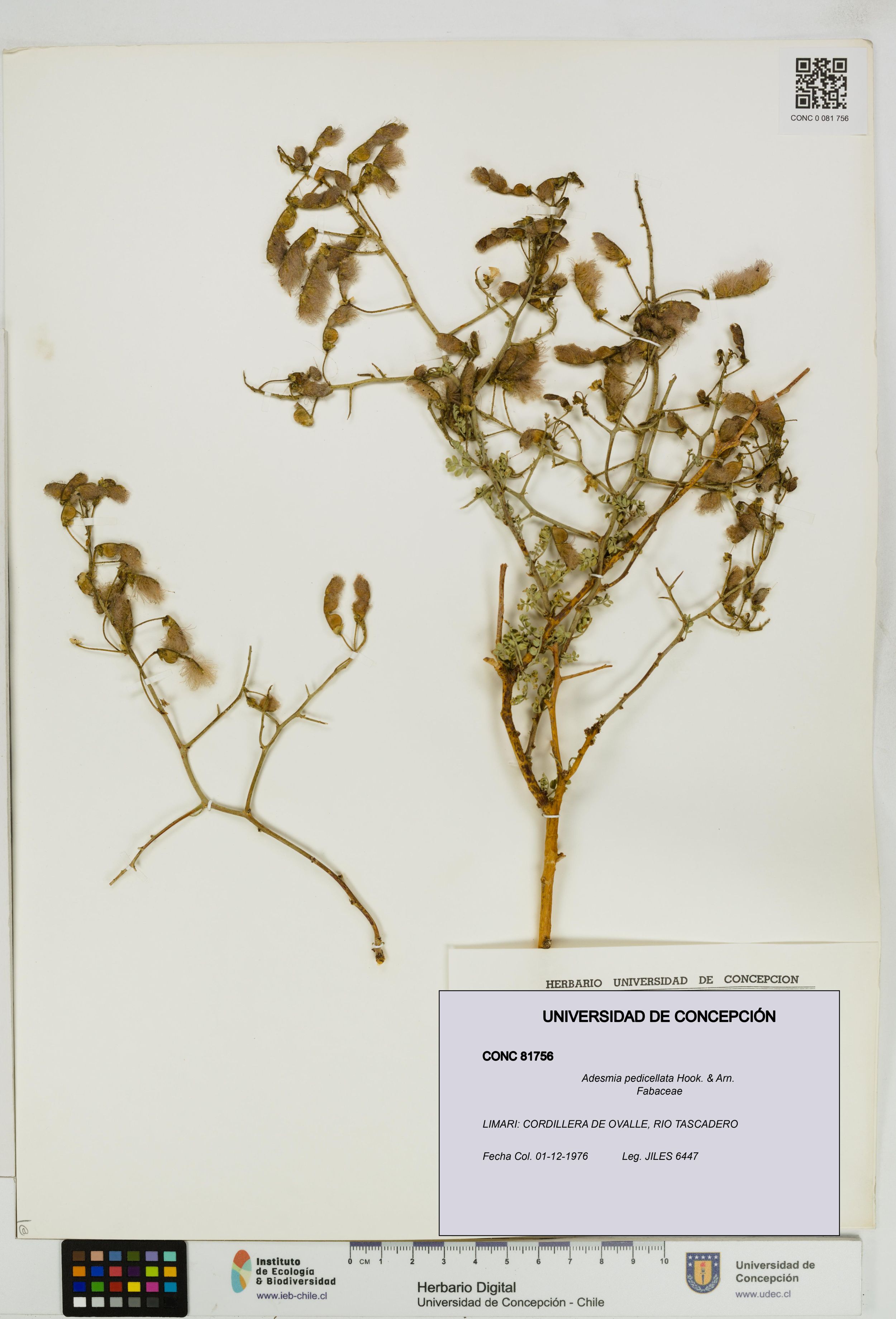 Adesmia pedicellata [Espécimen: ]