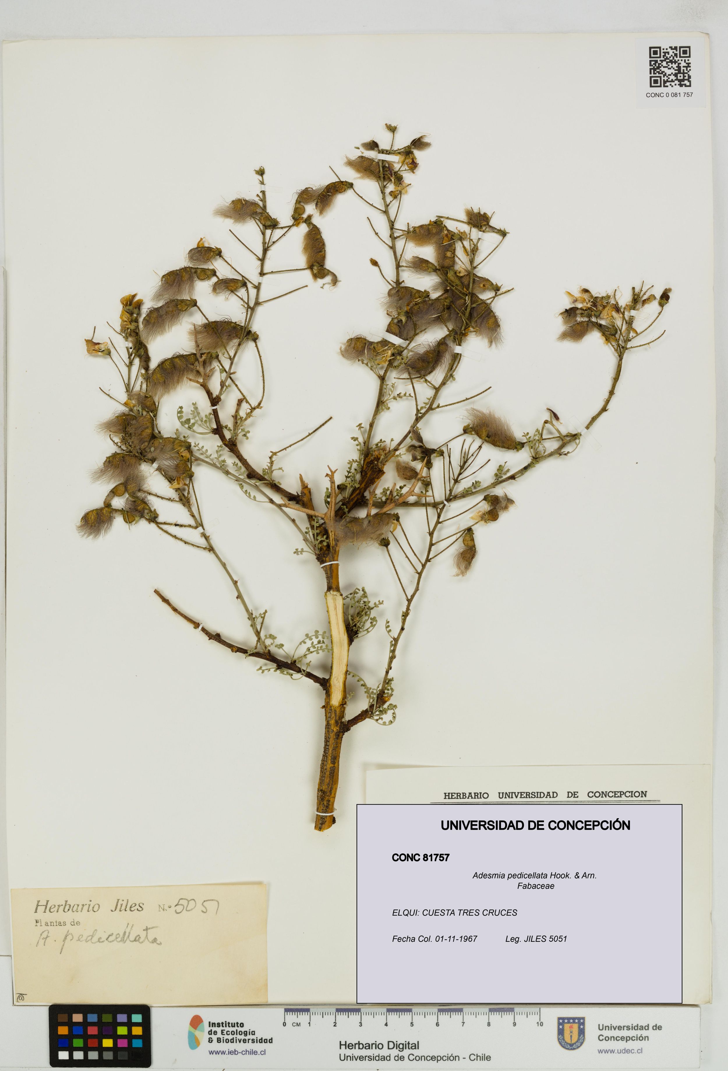Adesmia pedicellata [Espécimen: ]